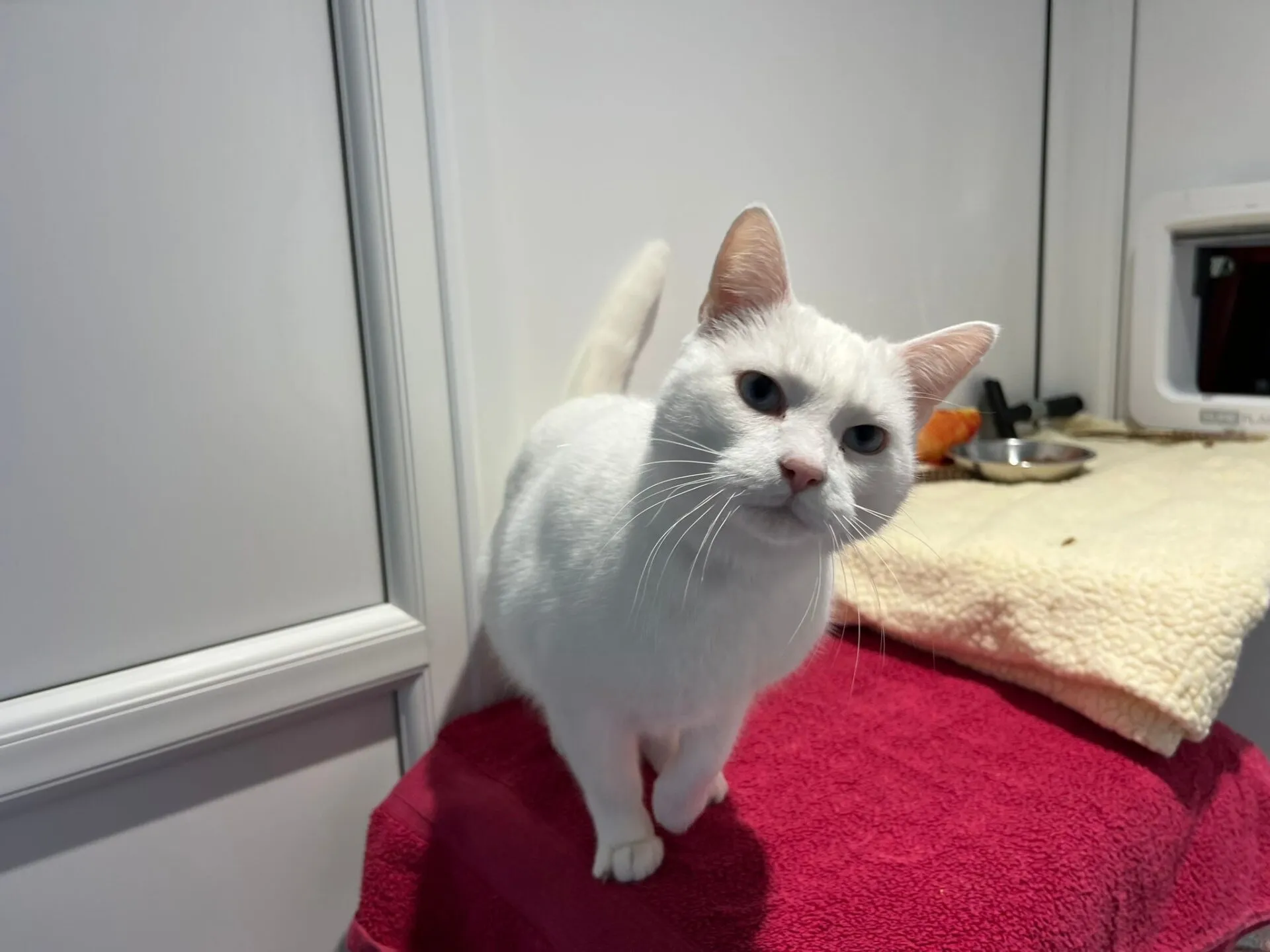 A white cat with blue eyes stands on a red towel, looking curiously at the camera. Behind the cat are a beige blanket, a food bowl, and a white wall with a cat flap.