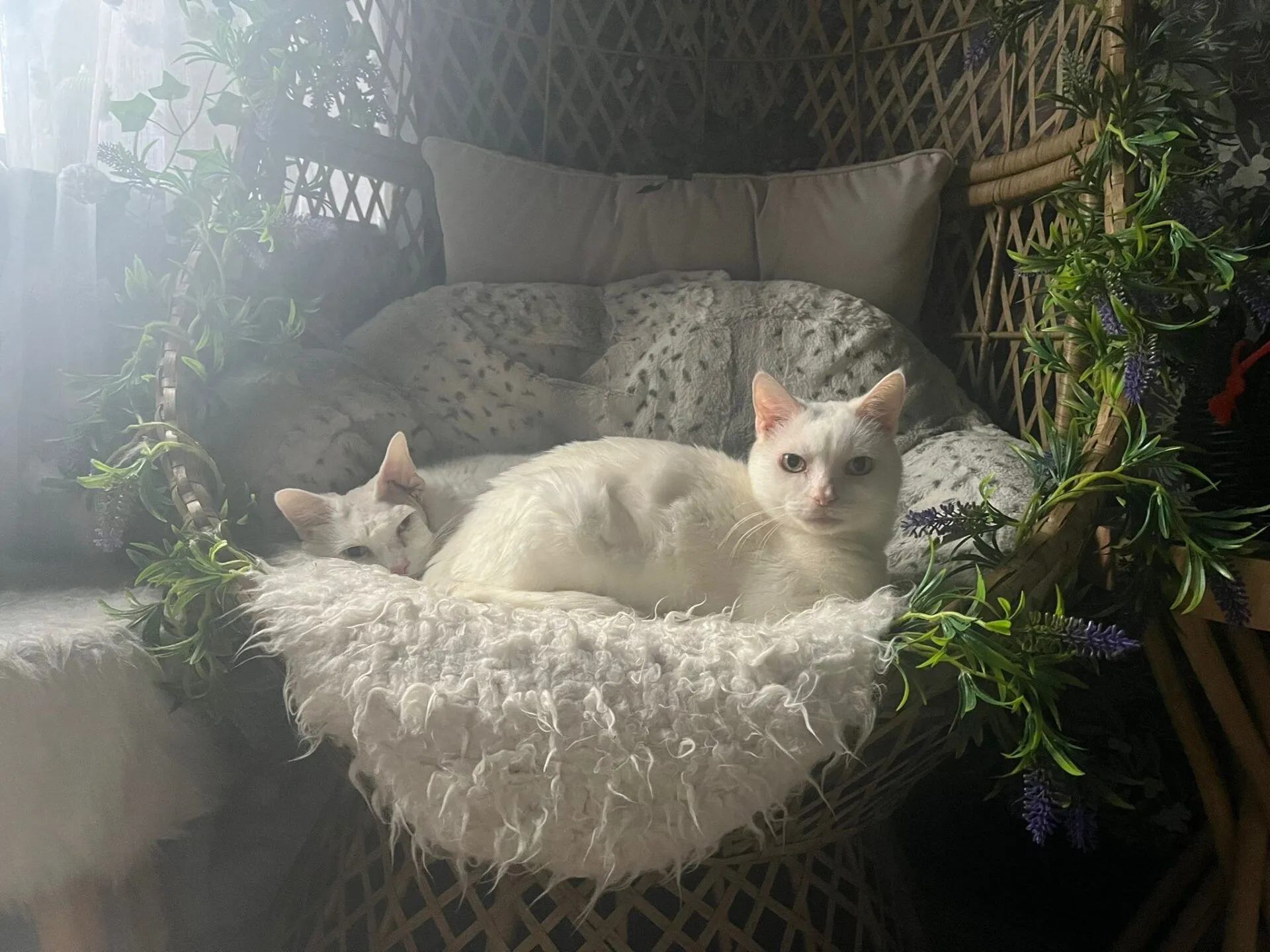 Two white cats are lounging together on a cosy, fluffy blanket in a wicker chair decorated with green and purple artificial plants. Soft daylight filters in, giving the scene a calm and cosy feel.