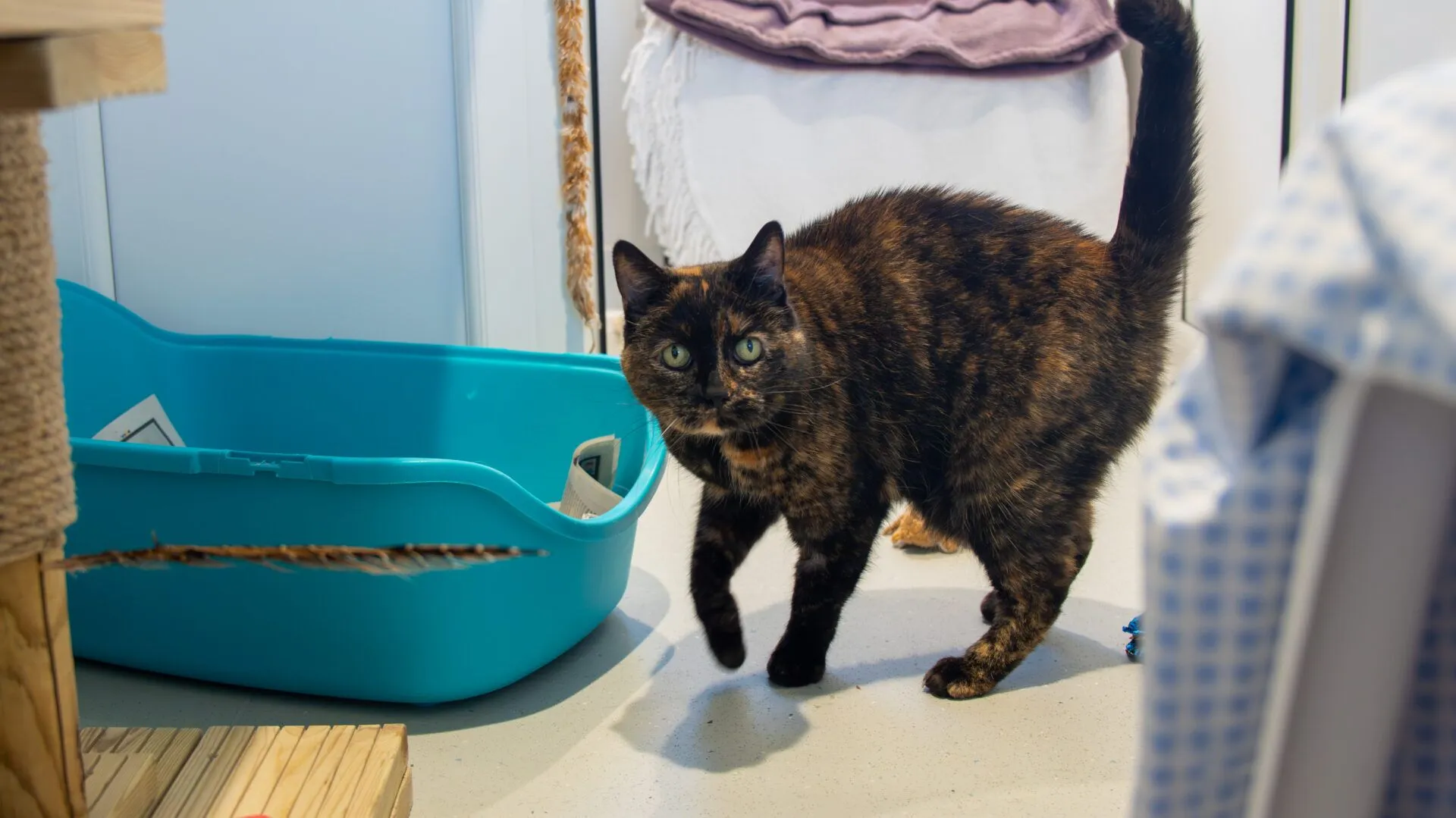 A tortoiseshell cat with green eyes stands near a blue litter tray in a room, looking towards the camera. Household items and furniture are visible in the background.