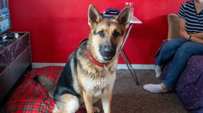 A German Shepherd wearing a red collar sits on a carpet in a lounge, looking at the camera. A person with crossed legs sits on a chair nearby against a red wall.