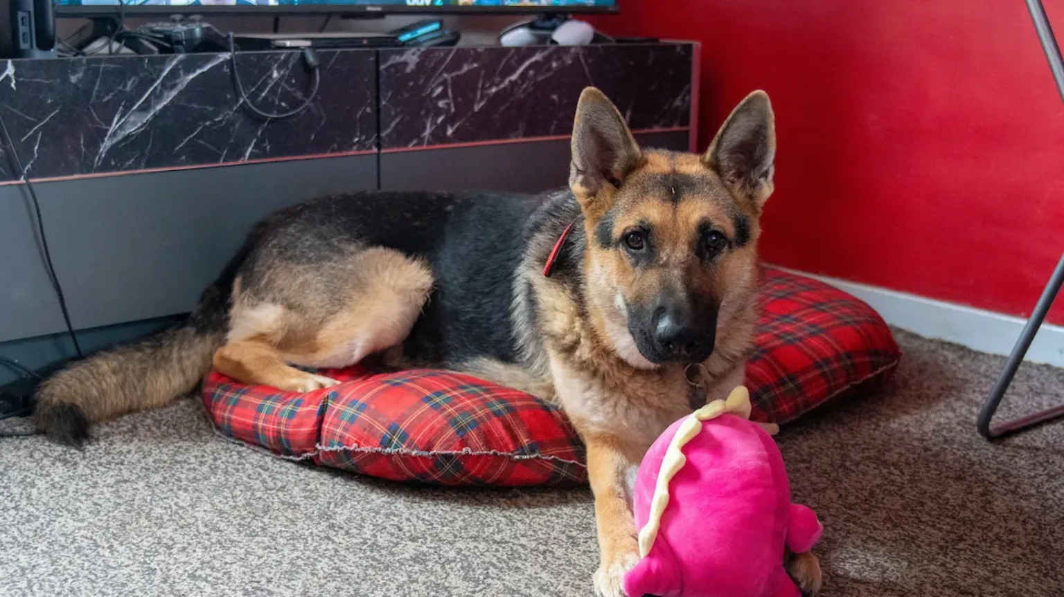 A German Shepherd is lying on a red checked dog bed indoors, looking at the camera. The dog has a pink soft toy in front of it. A TV unit and red wall are visible in the background.
