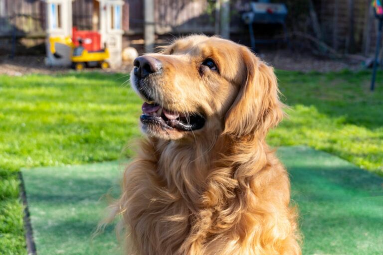 A golden retriever sits on green grass in a sunny garden, looking up with its mouth slightly open. A toy playhouse and barbecue are visible in the blurred background.