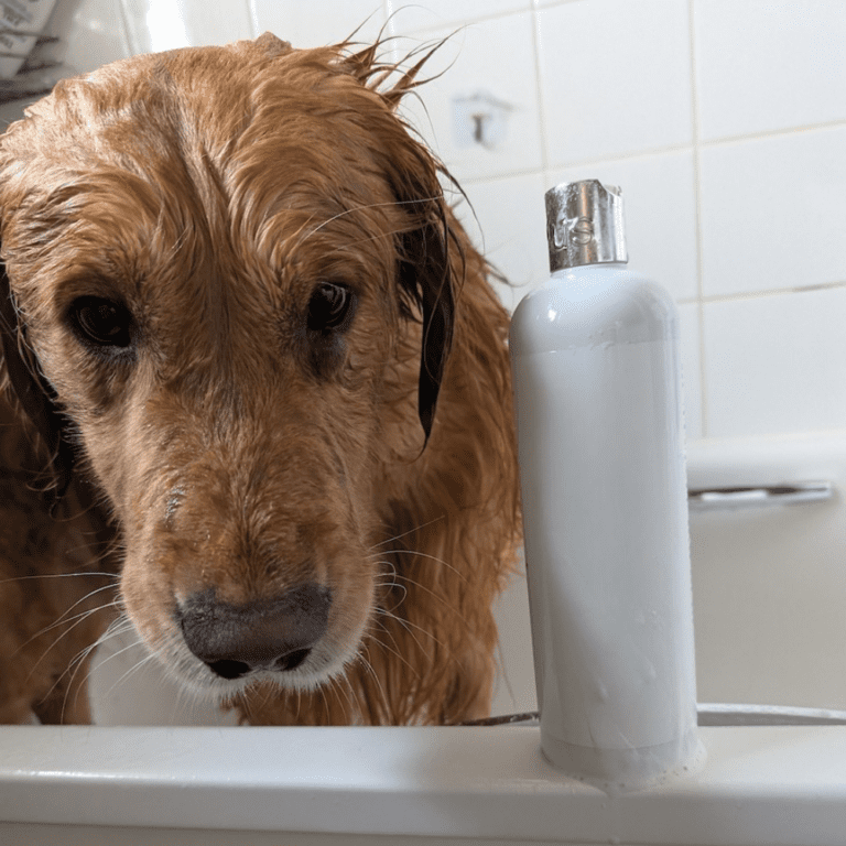 A wet golden retriever stands in a bath, looking at the camera with a bottle of white shampoo in the foreground. White tiled walls are visible in the background.