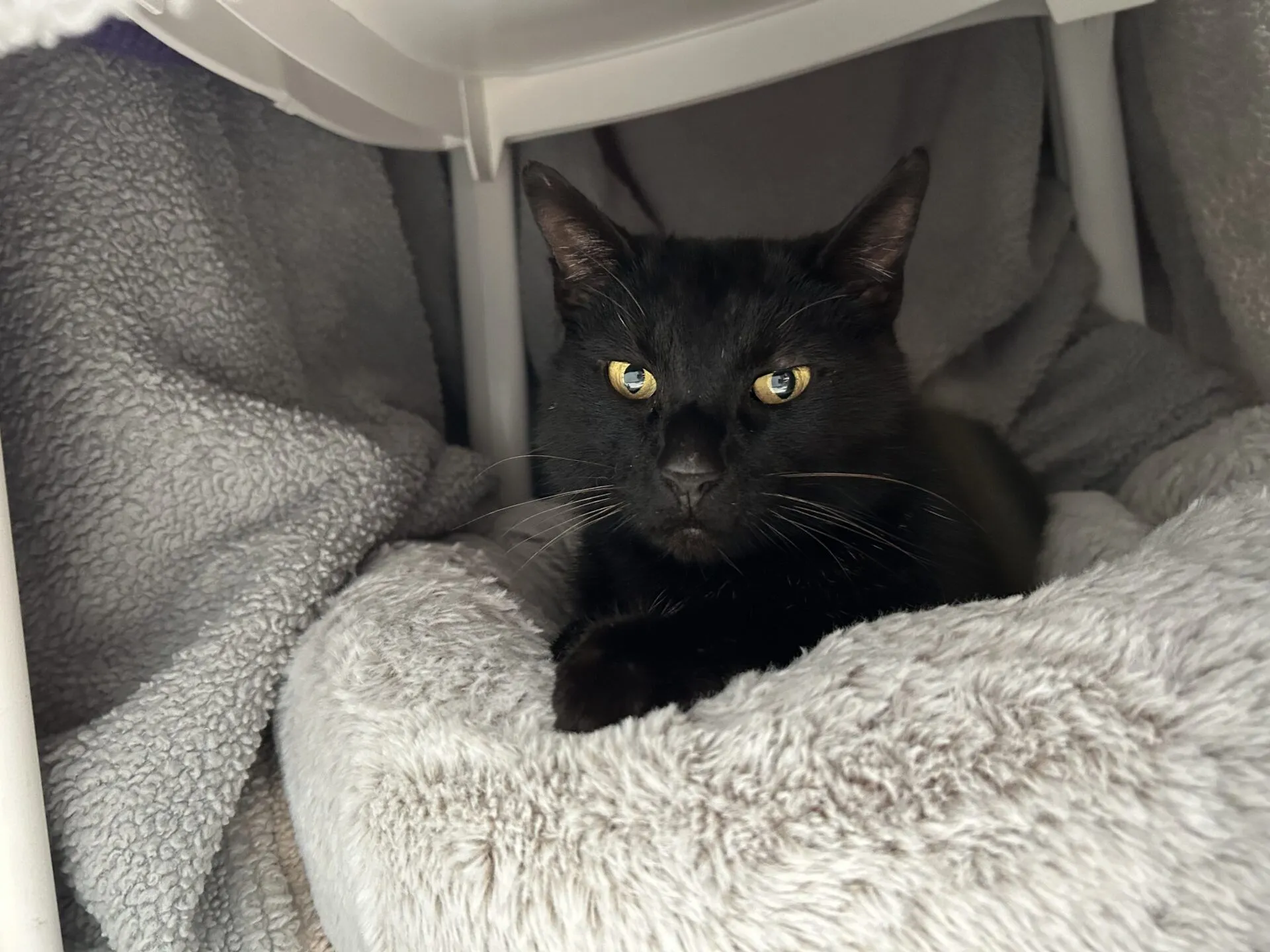 A black cat with yellow eyes lounges comfortably on a soft, light grey blanket, surrounded by cosy, plush fabric under a white structure.