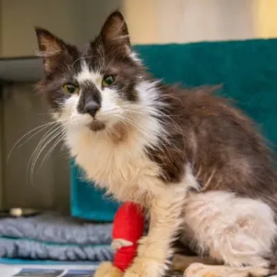 A thin, black and white cat with a red bandage on its front leg sits on a blanket, looking directly at the camera. The background includes a teal towel and a grey cushion.