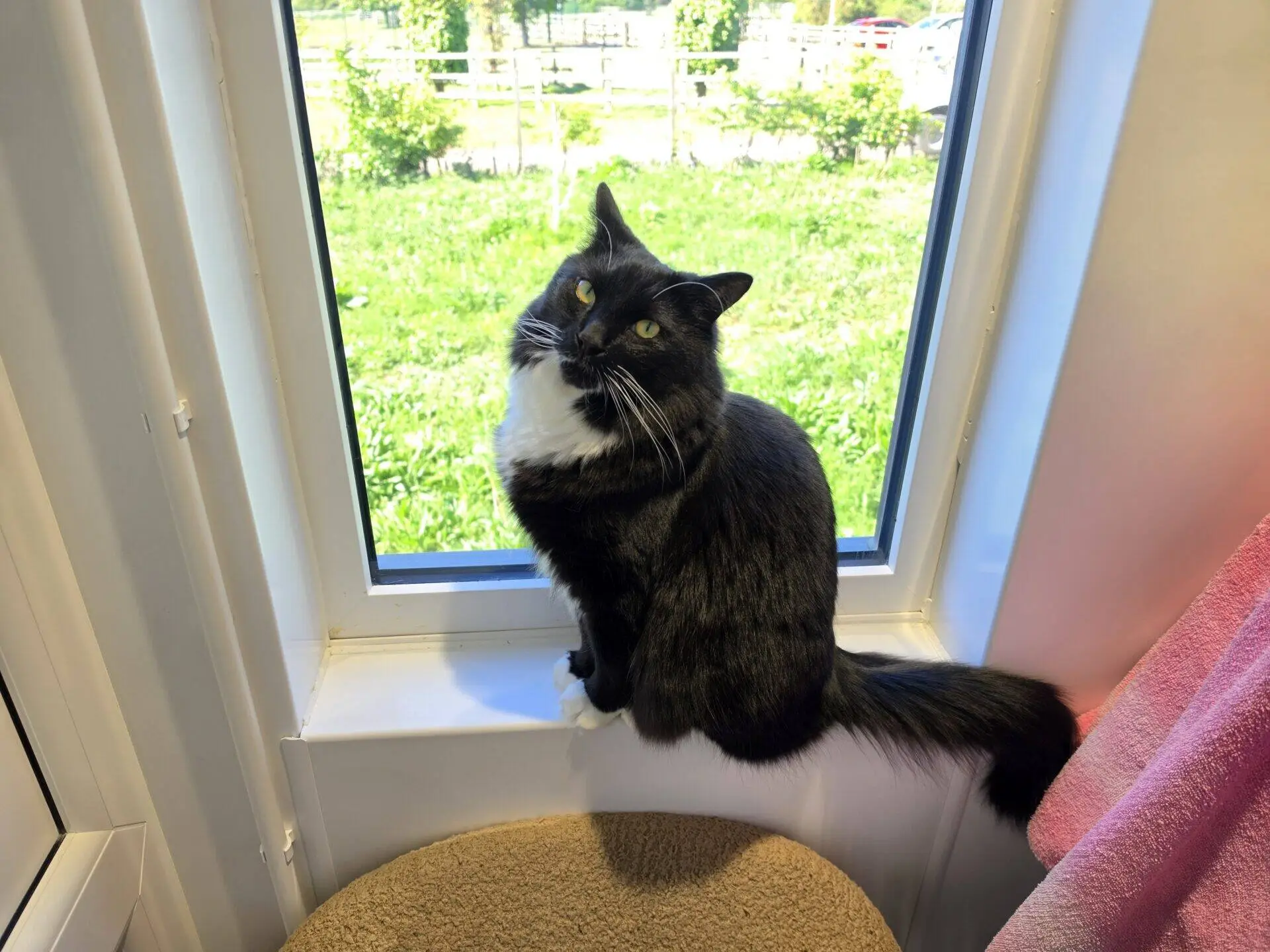 A black and white cat with yellow eyes sits on a windowsill, looking up. Behind the window is a green garden with sunlight. A pink towel hangs on the right and a beige scratching post is in the foreground.