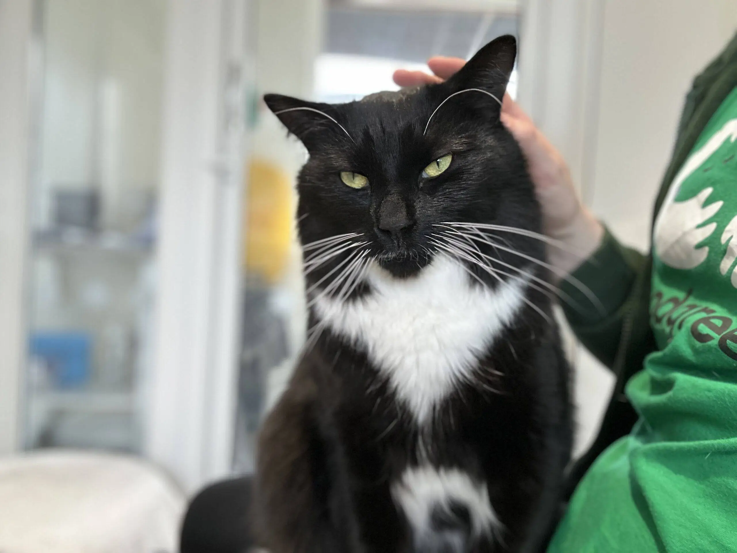 A black and white cat with green eyes sits on a person's lap, being gently stroked. The cat looks relaxed, and the background shows a bright indoor setting.