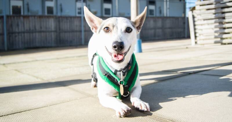 Playful white dog
