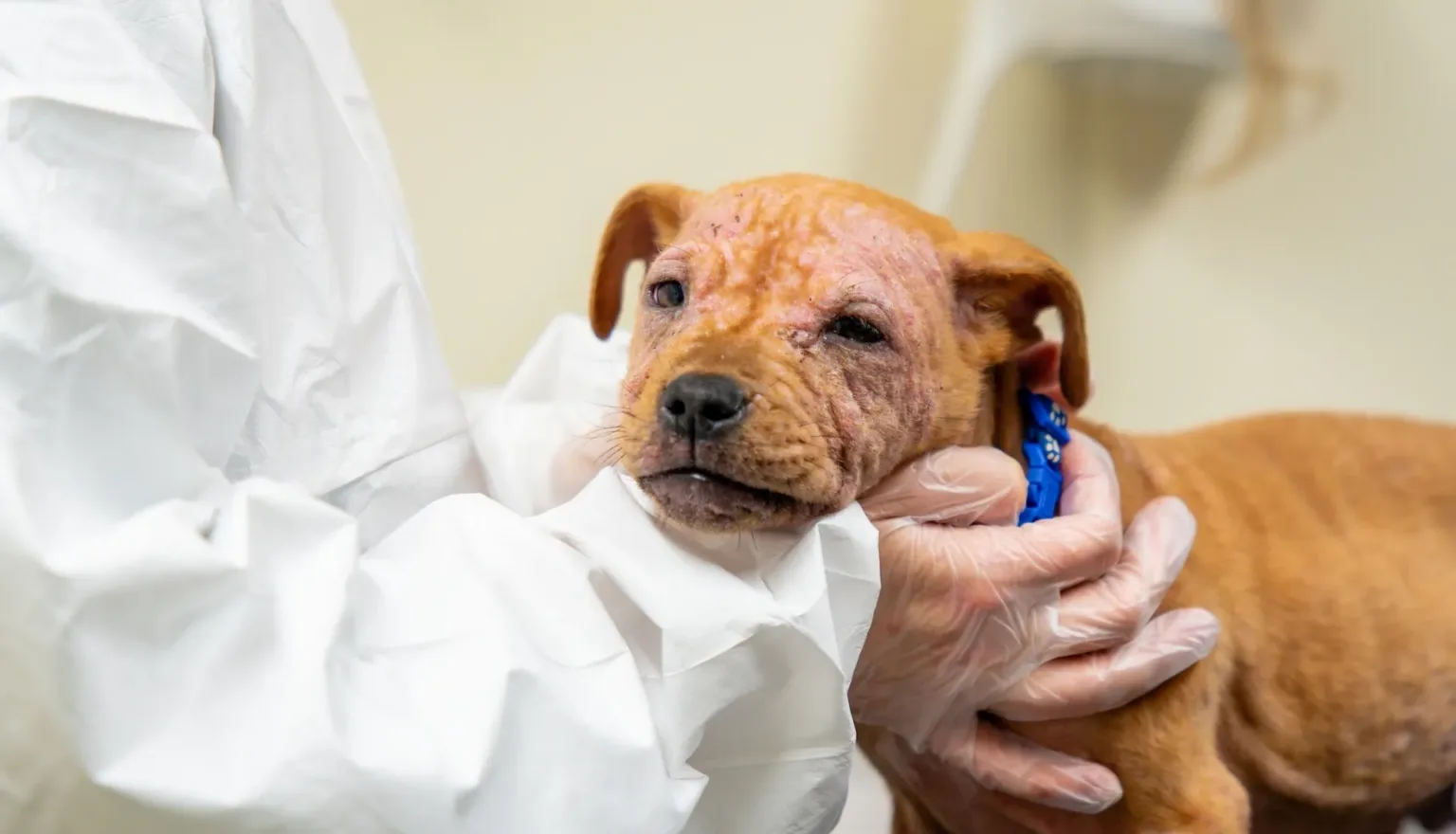 A vet in gloves examines a brown puppy with visible skin irritation and hair loss, possibly due to a medical condition.