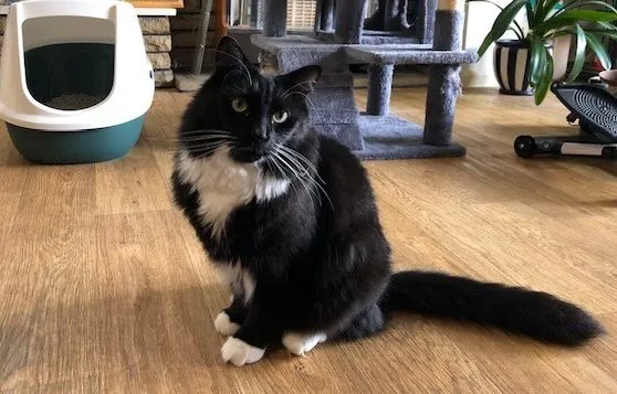 A black and white cat with a fluffy tail sits on a wooden floor in a room with a cat tree, litter tray, plants, and other pet accessories.