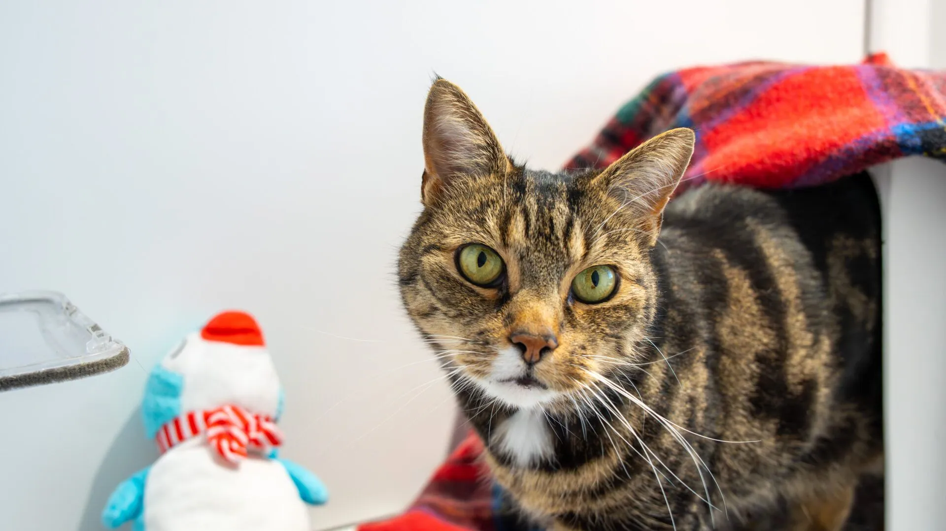 A tabby cat with green eyes sits next to a red and blue checked blanket, with a small plush snowman toy nearby on a white surface.