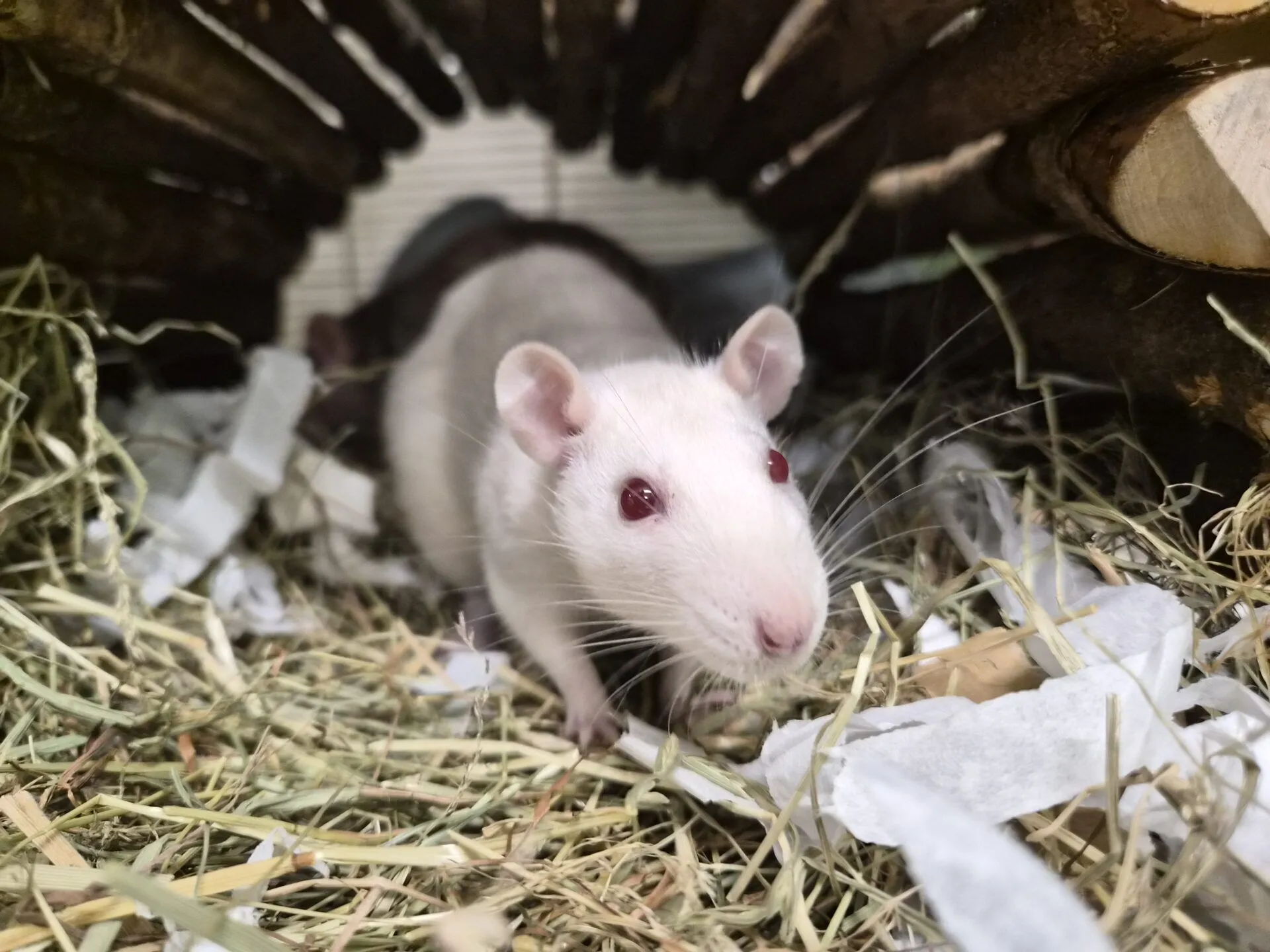 A white rat with red eyes stands on hay and shredded paper inside a wooden tunnel, looking directly at the camera.