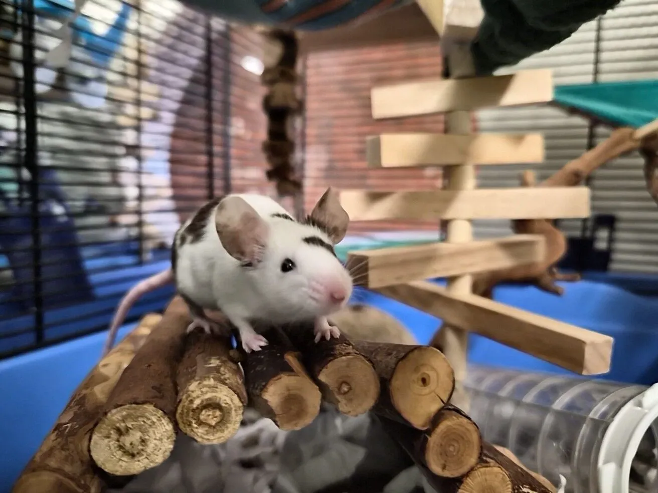 A white mouse with black spots stands on wooden sticks inside a cage, with various wooden structures and a blue background visible behind it.
