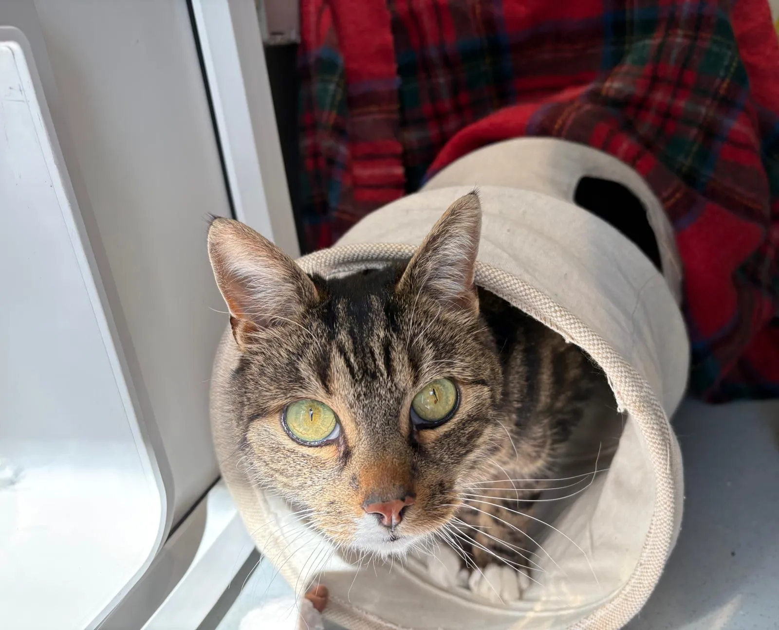 A tabby cat with green eyes sits inside a beige fabric tunnel, looking up towards the camera. In the background, there is a red and green tartan blanket and sunlight streaming in.