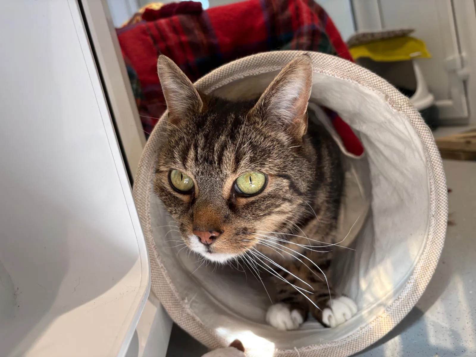 A tabby cat with green eyes peeks out from inside a light-coloured fabric tunnel, with sunlight highlighting its face and a red checked blanket in the background.