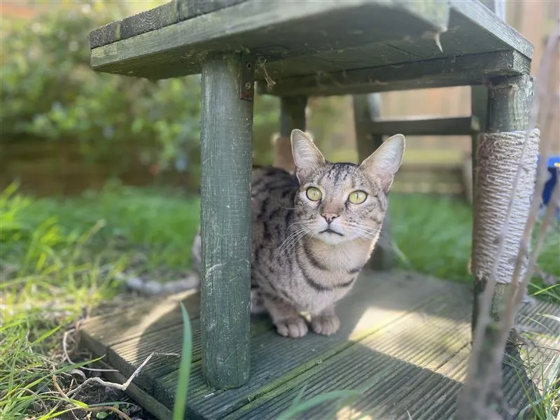 A tabby cat with green eyes sits under a wooden outdoor structure in a grassy garden, looking alert and curious. Sunlight filters through the greenery in the background.