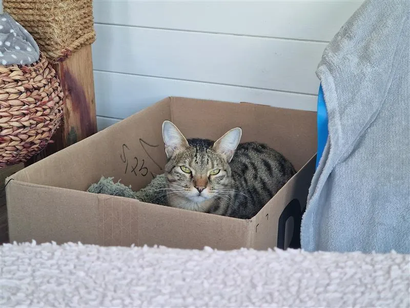 A tabby cat with green eyes is lying comfortably inside a cardboard box, surrounded by cosy blankets. The box is placed next to a woven basket and a draped towel in a home setting.