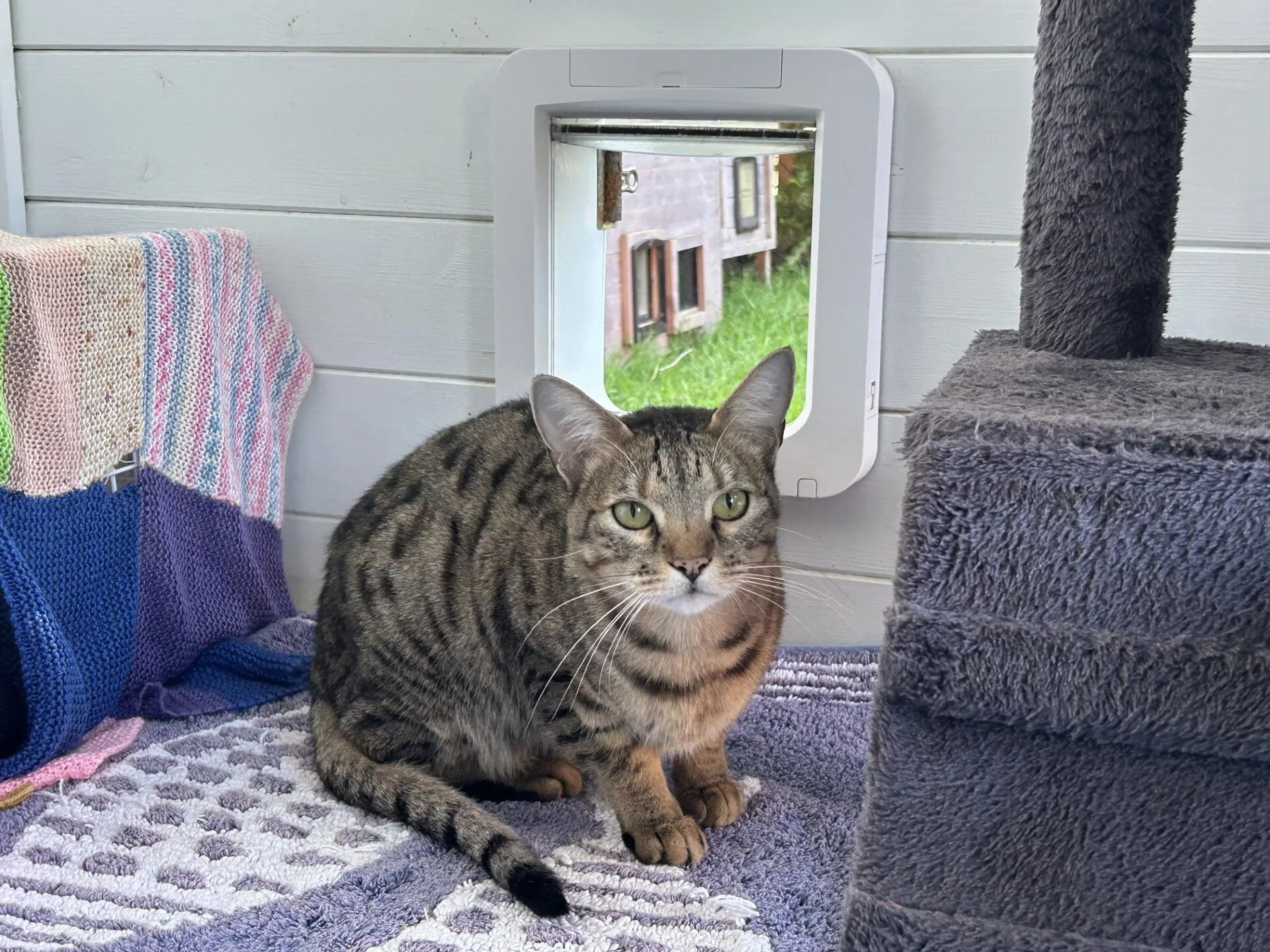 A tabby cat with green eyes sits on a lavender-patterned rug near a cat flap, with a blanket and grey cat tree nearby. Grass and a wooden structure are visible outside through the door.