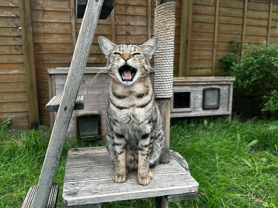 A tabby cat sits on a wooden platform outdoors, mouth open as if meowing or yawning. There is green grass, a scratching post, and wooden structures in the background.