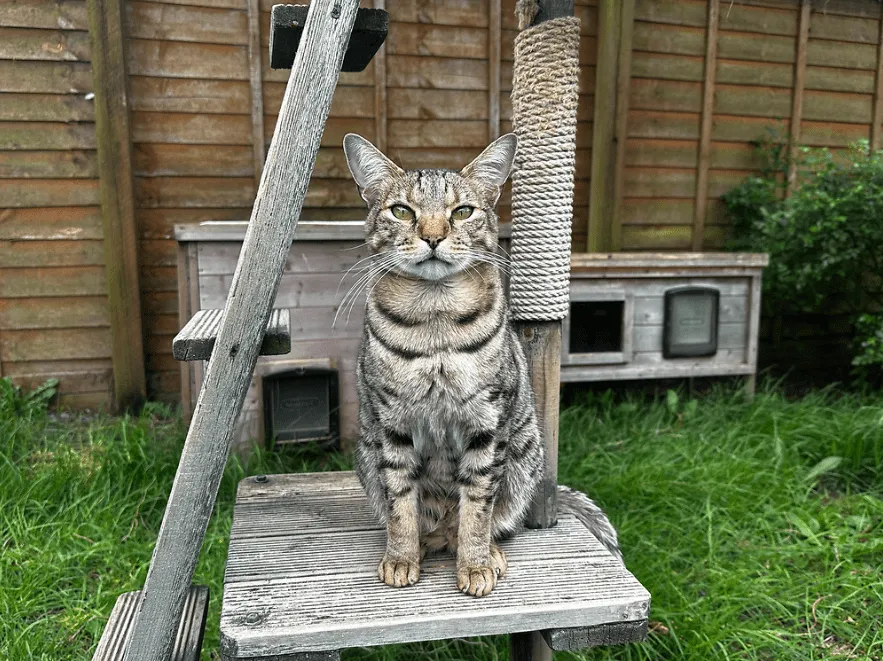 A tabby cat sits upright on a wooden platform in a grassy garden, surrounded by a wooden climbing frame and a scratching post, with a wooden fence and cattery in the background.