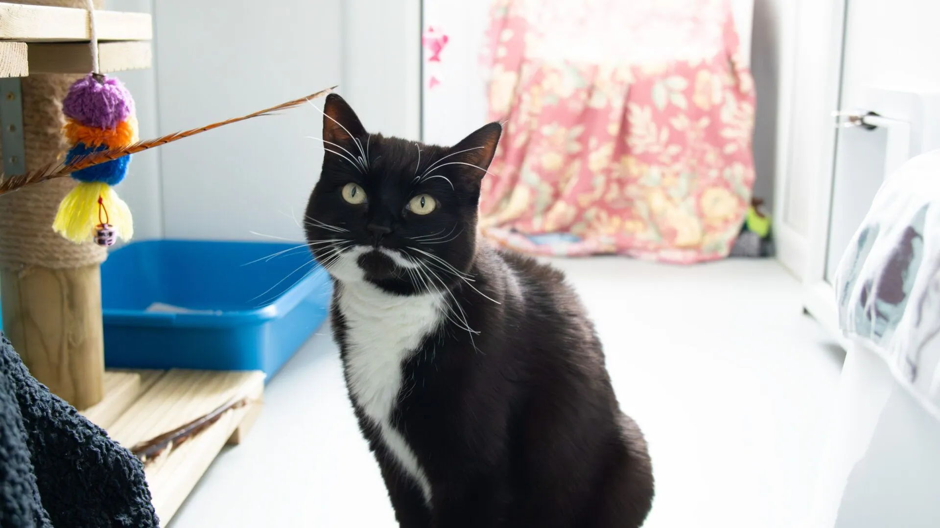 A black and white cat sits on a floor in a brightly lit room, looking up at a toy with colourful pompoms and a feather. A blue litter tray and floral-patterned fabric are in the background.