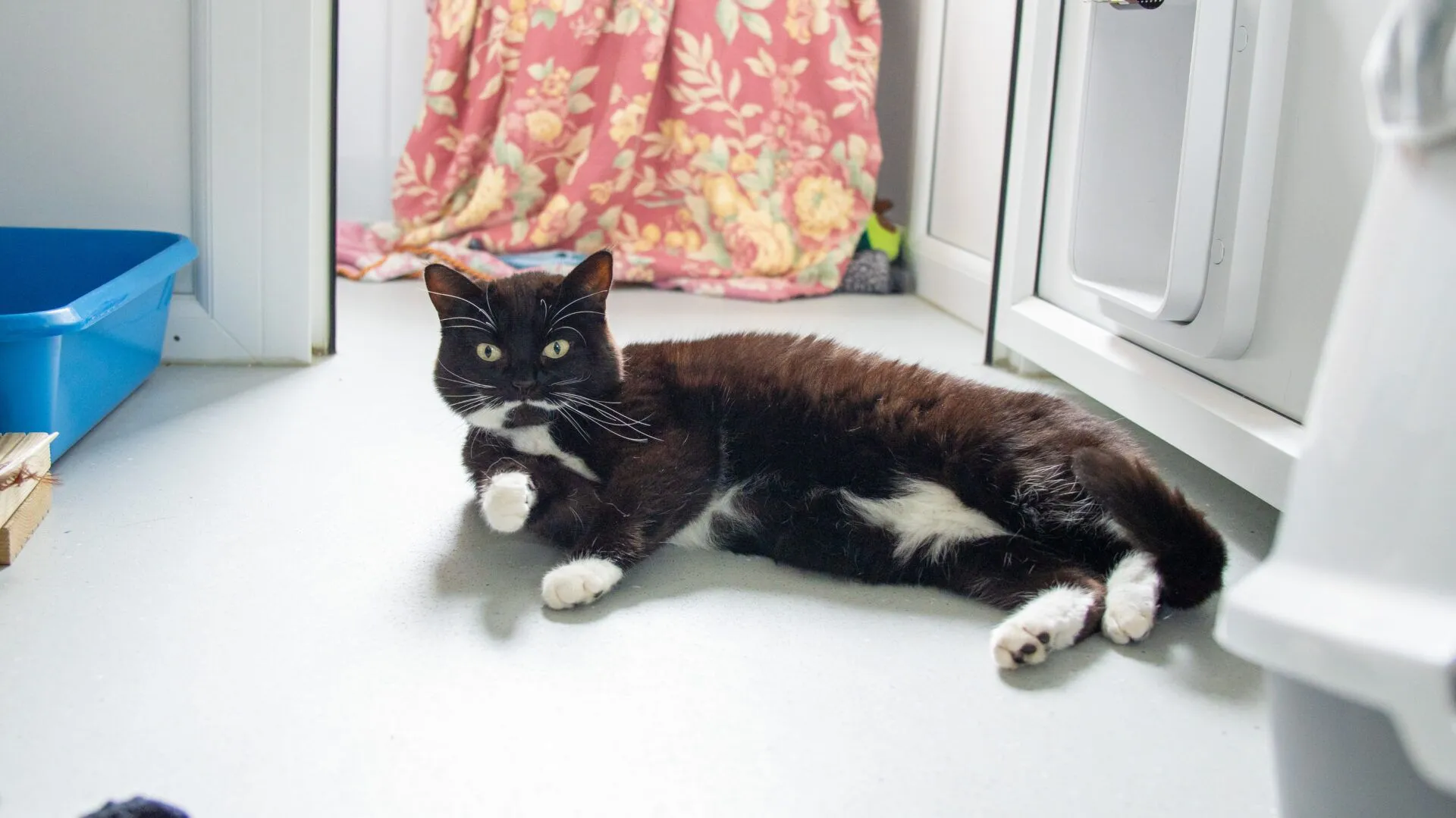 A black and white cat lies on a light-coloured floor in a room, looking alert. Behind the cat is a floral curtain and a blue litter tray is visible to the left.