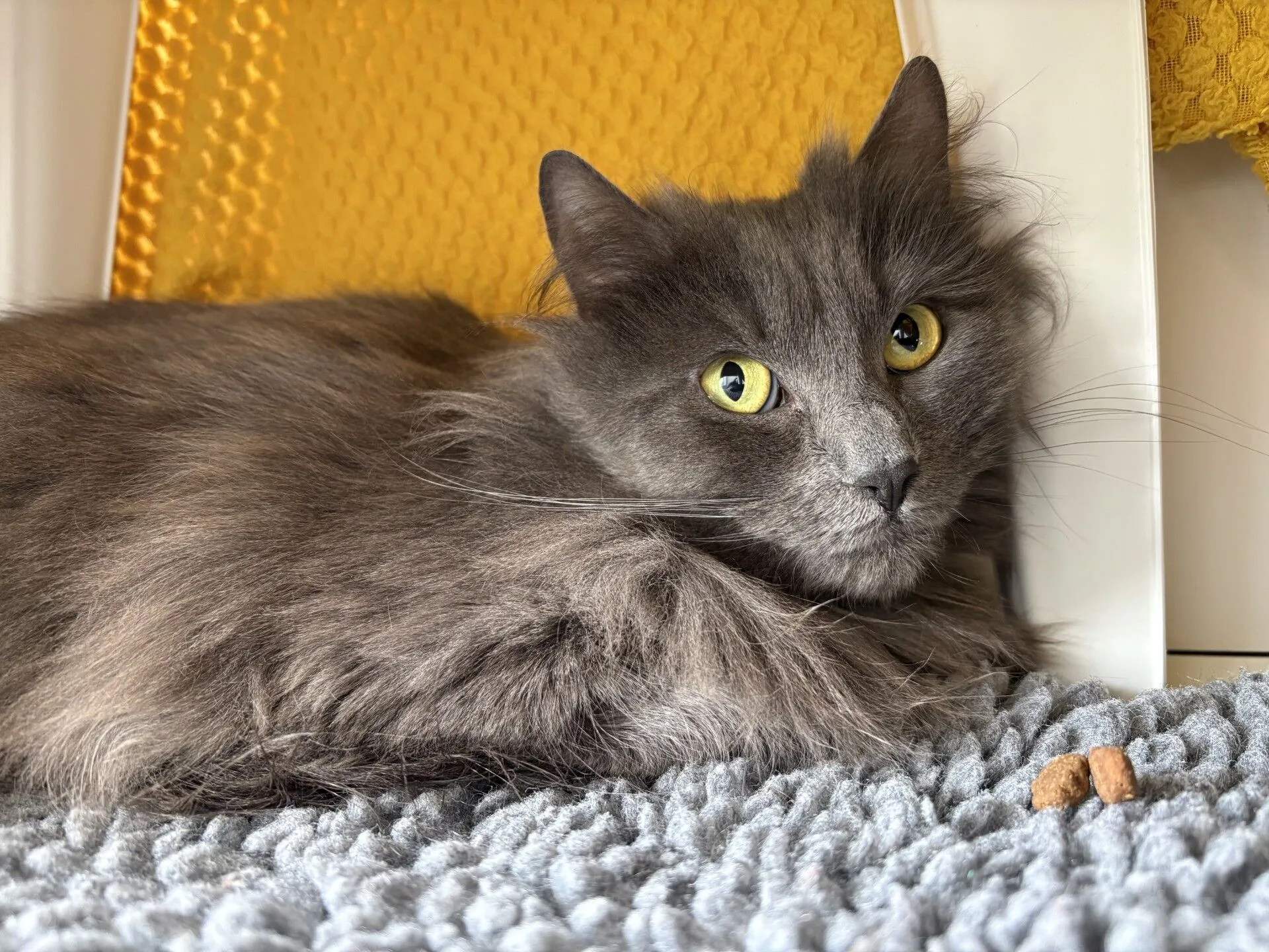 A fluffy grey cat with yellow eyes lies on a textured grey rug near a couple of brown kibble pieces, with a yellow knitted fabric in the background.