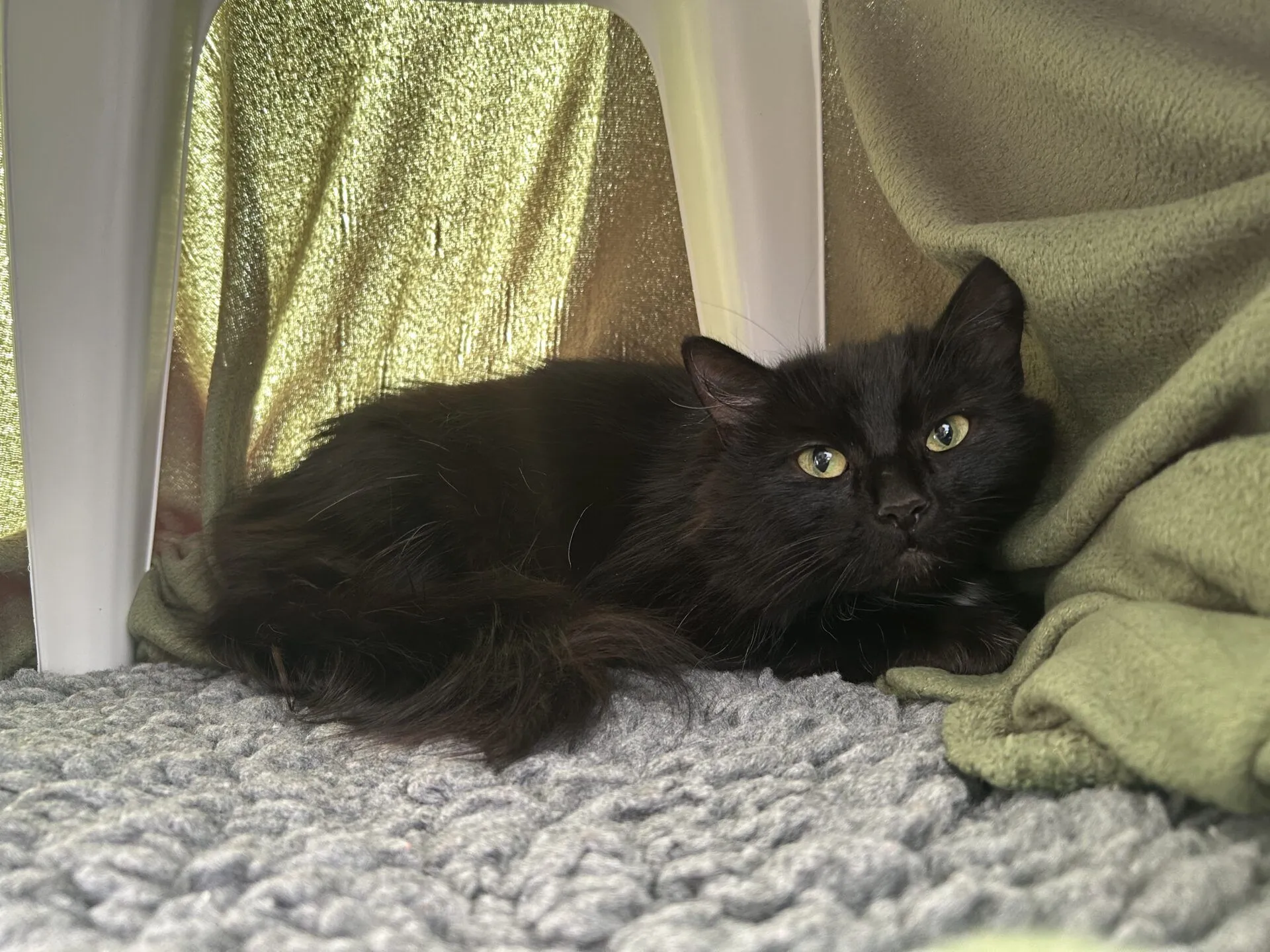 A fluffy black cat with yellow eyes lies on a grey textured blanket under a white chair, surrounded by greenish-gold fabric and a green blanket. The cat looks alert and cosy in its sheltered spot.
