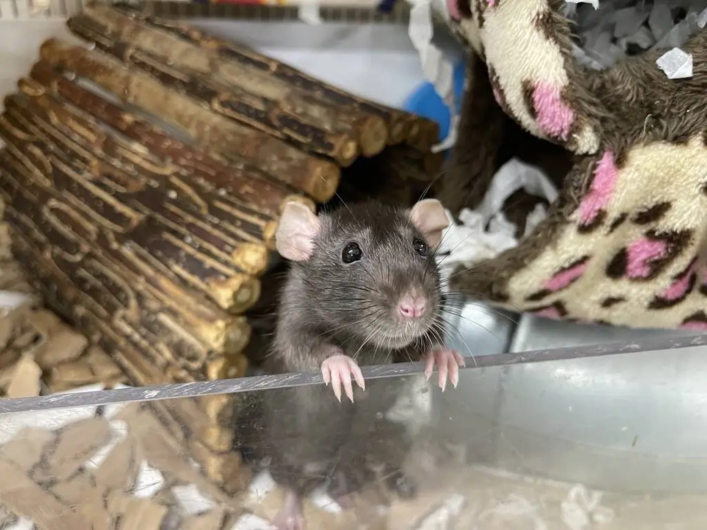 A black rat with pink paws stands on its hind legs, gripping the edge of a clear enclosure. Behind it are a wooden log house and a leopard-print fabric hammock with shredded cardboard bedding.