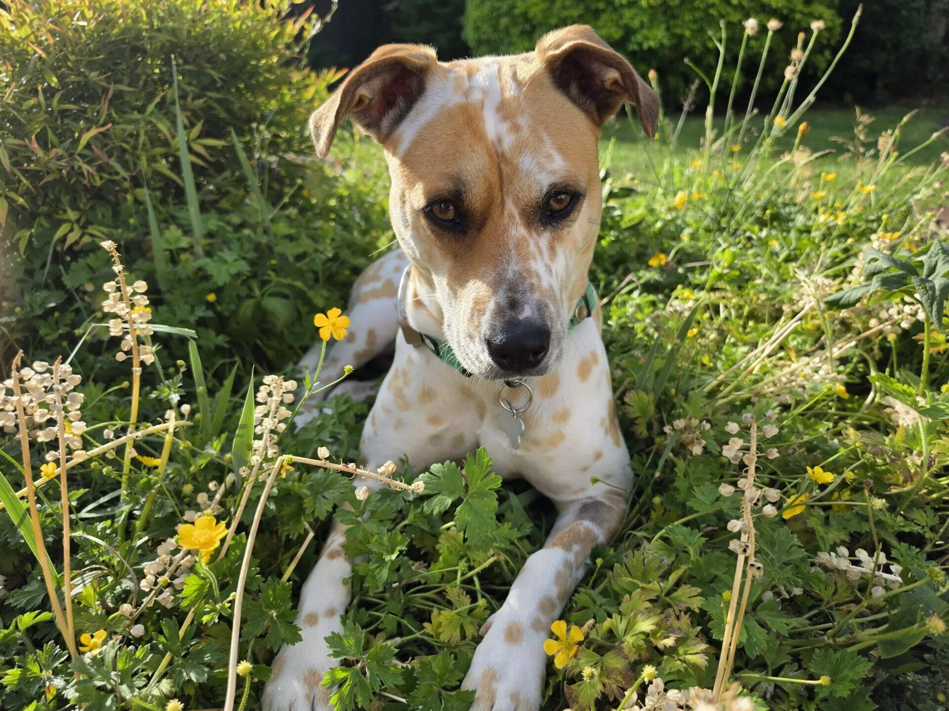 A tan and white dog with a green collar lies in tall grass and yellow wildflowers, gazing calmly at the camera on a sunny day in a garden.