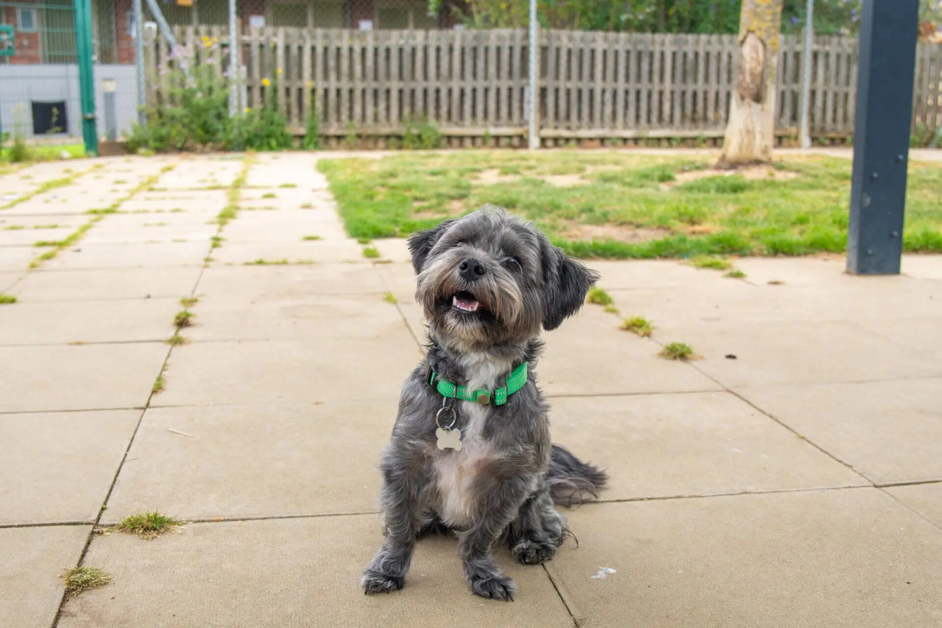 A small black and grey Schnauzer cross poodle with a green collar sits on a paved patio, looking up with its mouth slightly open. Grass, trees, and a wooden fence are visible in the background.