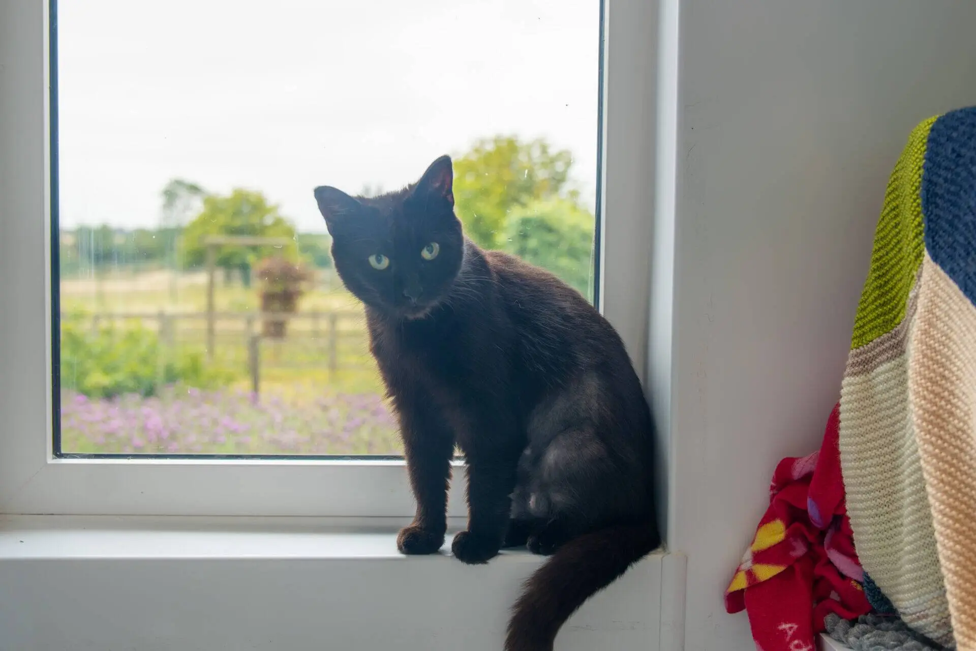 A black cat with green eyes sits on a white windowsill, looking at the camera. There is a colourful blanket to the right and a blurred view of a garden outside the window.