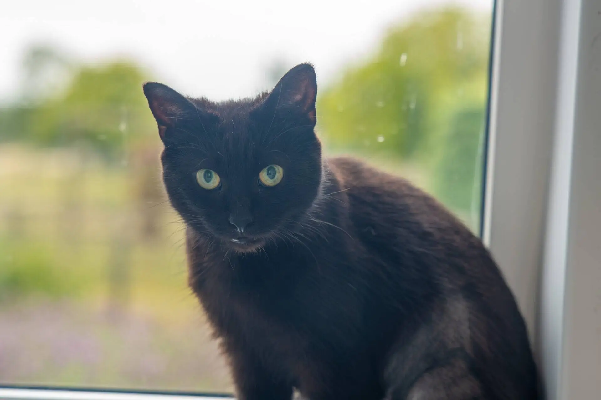 A black cat with green eyes sits on a windowsill, looking directly at the camera. The background outside the window is blurred, showing greenery and a hint of a fence.
