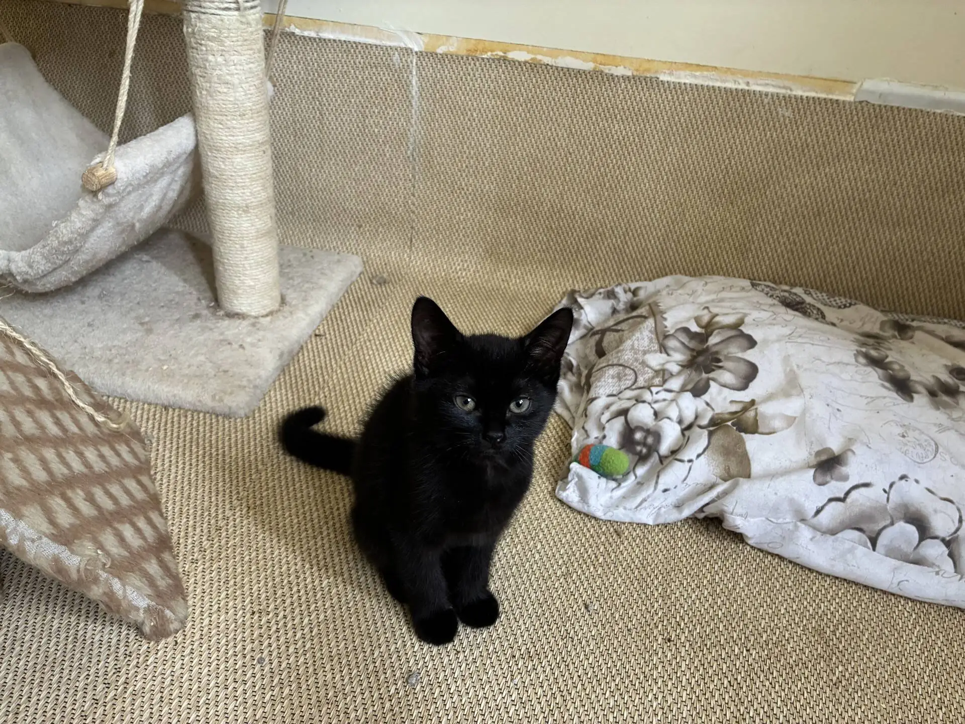 A small black kitten sits on a tan carpet near a scratching post, a cat bed, and a floral-patterned blanket with a green toy mouse. The kitten looks up towards the camera.
