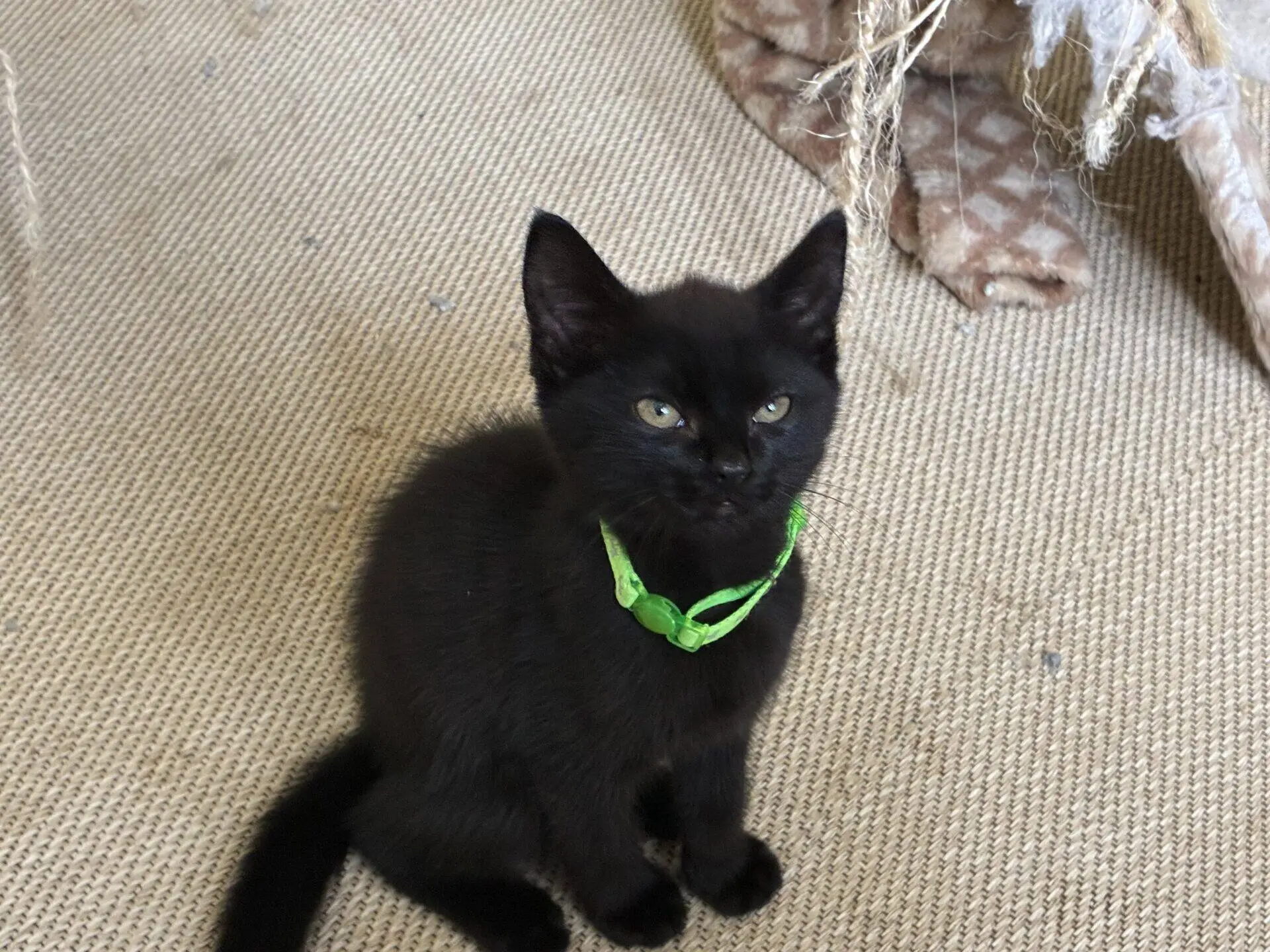 A small black kitten with a green collar sits on a tan carpet, looking up. There are cat scratchers and toys in the background.