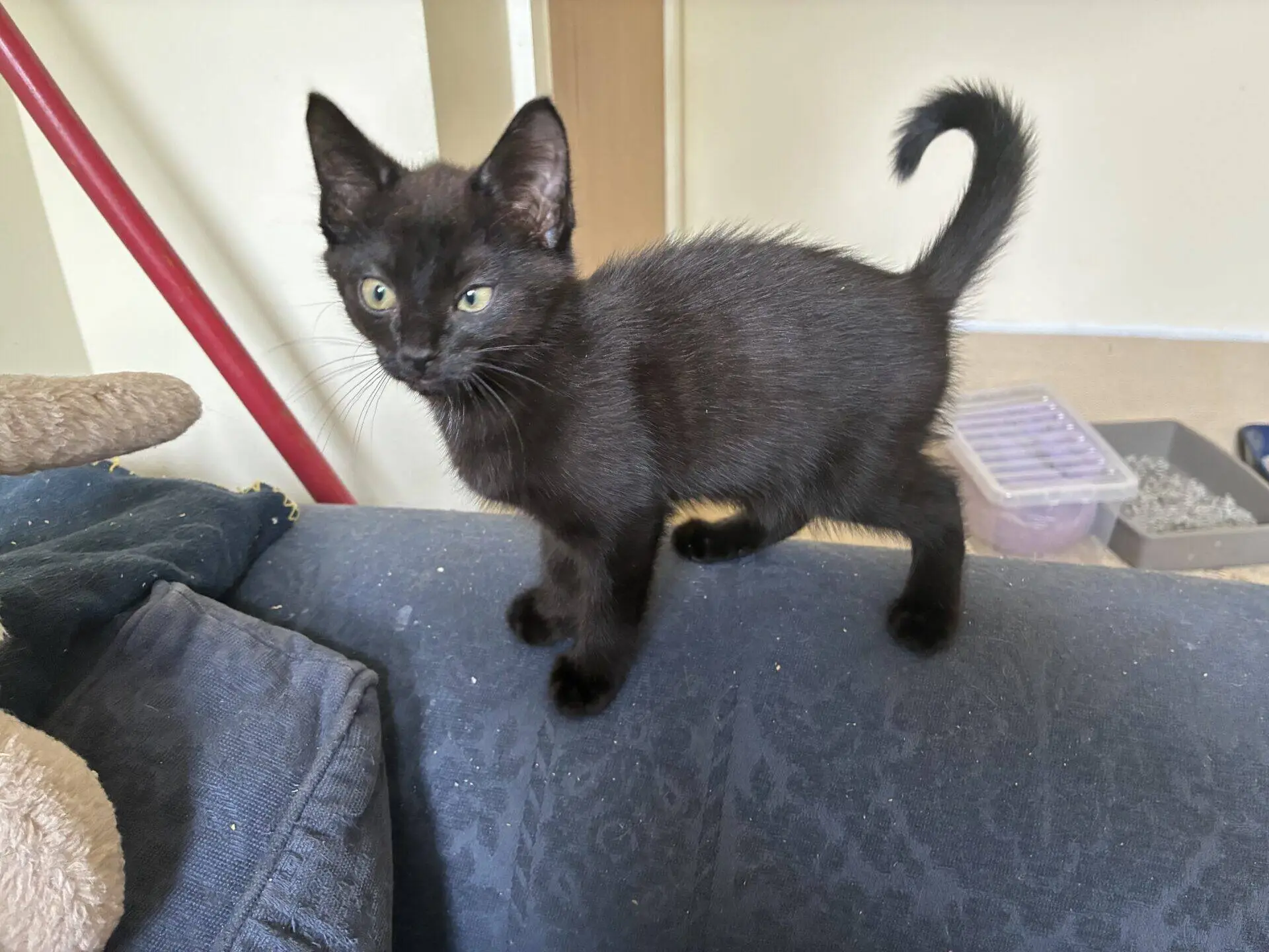A small black kitten stands on the arm of a blue sofa, looking alert. Behind the kitten, there is a cat litter tray and a beige scratching post.