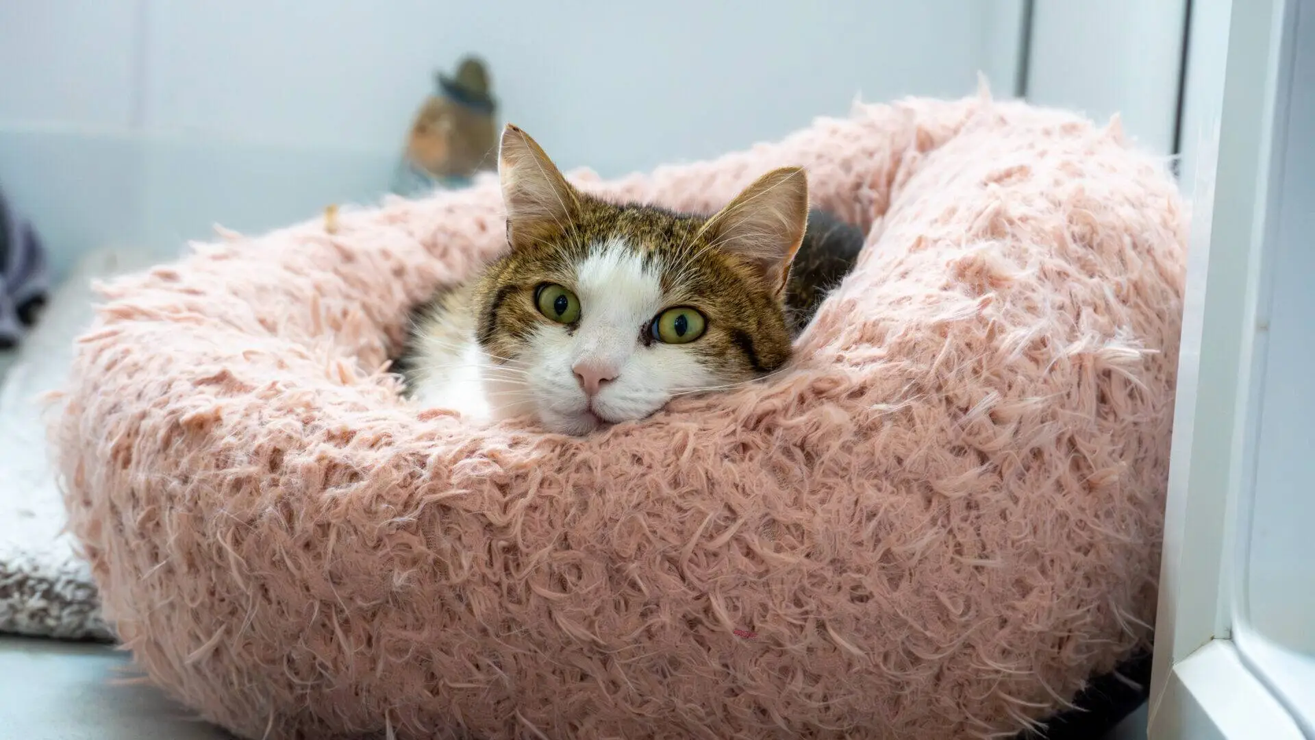 A tabby cat with white fur is lying in a fluffy, pink pet bed, gazing directly at the camera with green eyes. The setting appears to be indoors with soft, natural lighting.