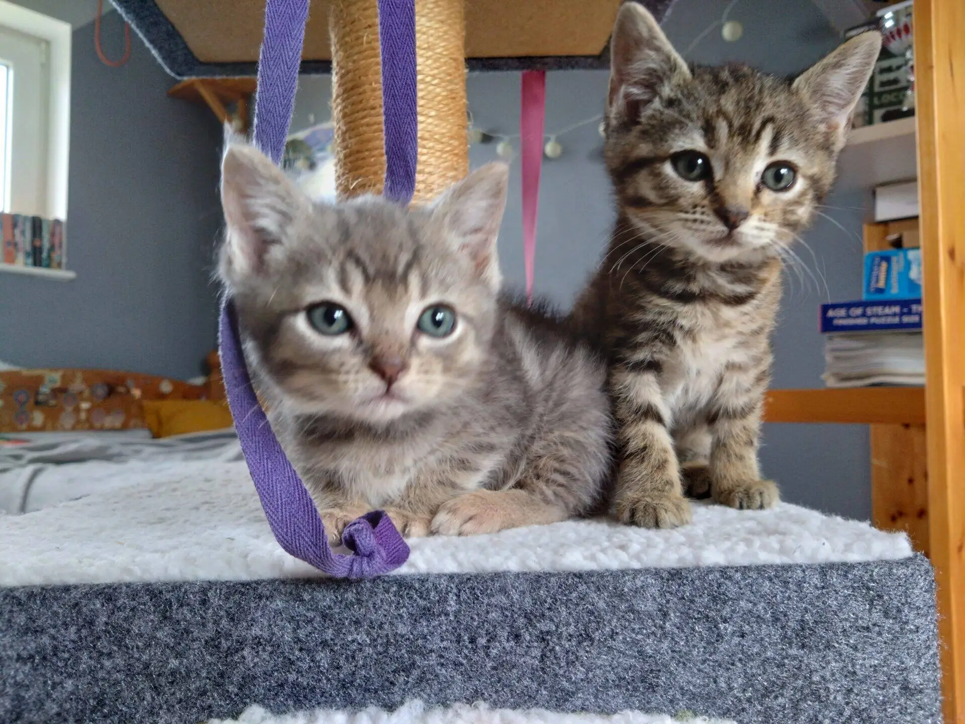 Two young tabby kittens sit on a grey cat tree. One kitten is lying down, looking slightly left, whilst the other stands behind, looking forward. Both have blue eyes and soft fur; a purple strap hangs nearby.