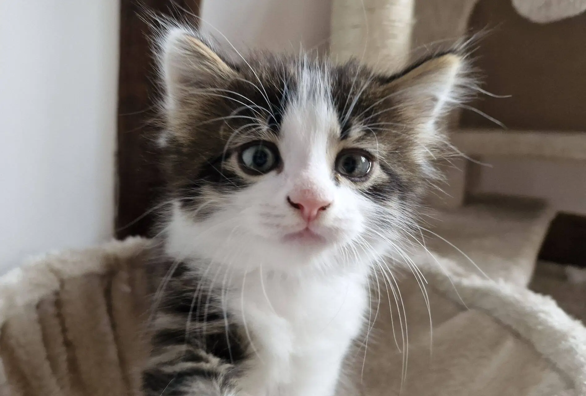 A close-up of a fluffy kitten with white and brown fur, large green eyes, and upright ears, sitting in a soft beige cat bed with a cat tree in the background.