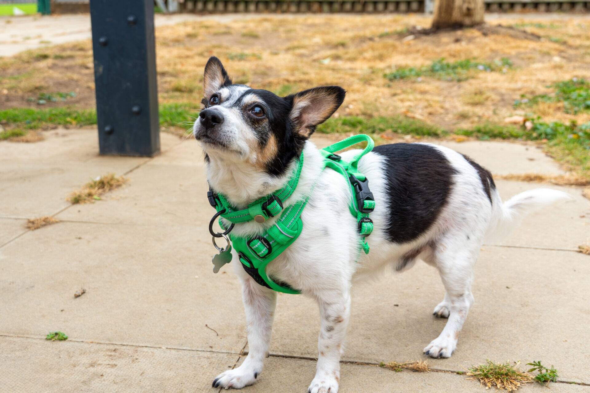 A small black and white dog wearing a bright green harness stands on a paved area outdoors, looking up attentively. Grass and a wooden fence are visible in the background.