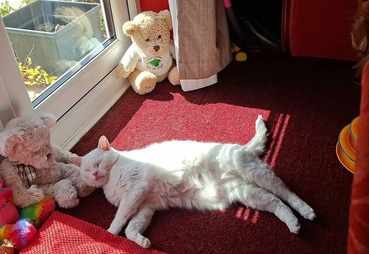 A white cat is lying on its side in a sunbeam on a red carpet, resting its head against a soft teddy bear. Other soft toys and a window with sunlight are visible in the background.