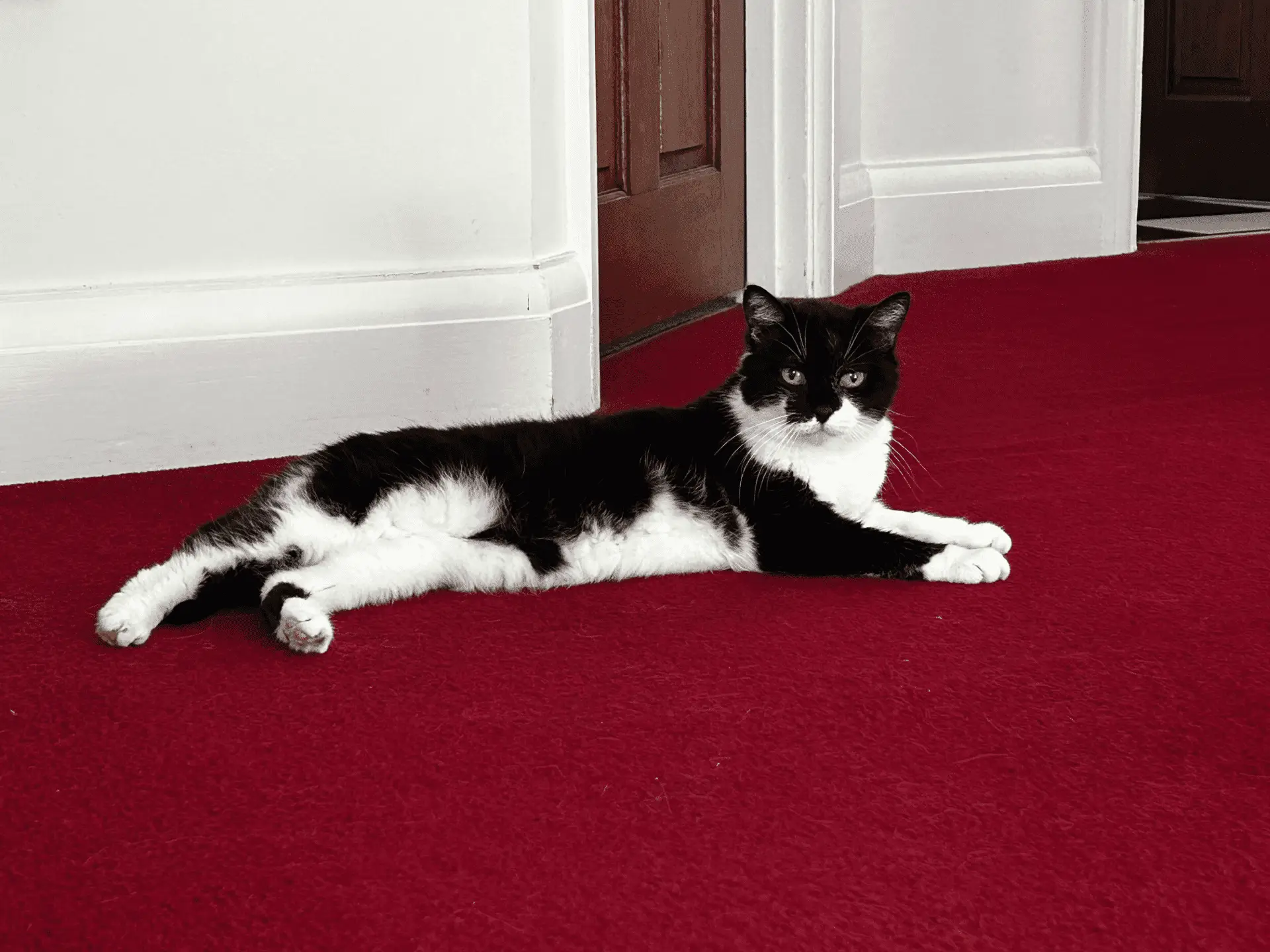 A black and white cat is lying stretched out on a red carpet in front of a brown wooden door and white walls, looking towards the camera.
