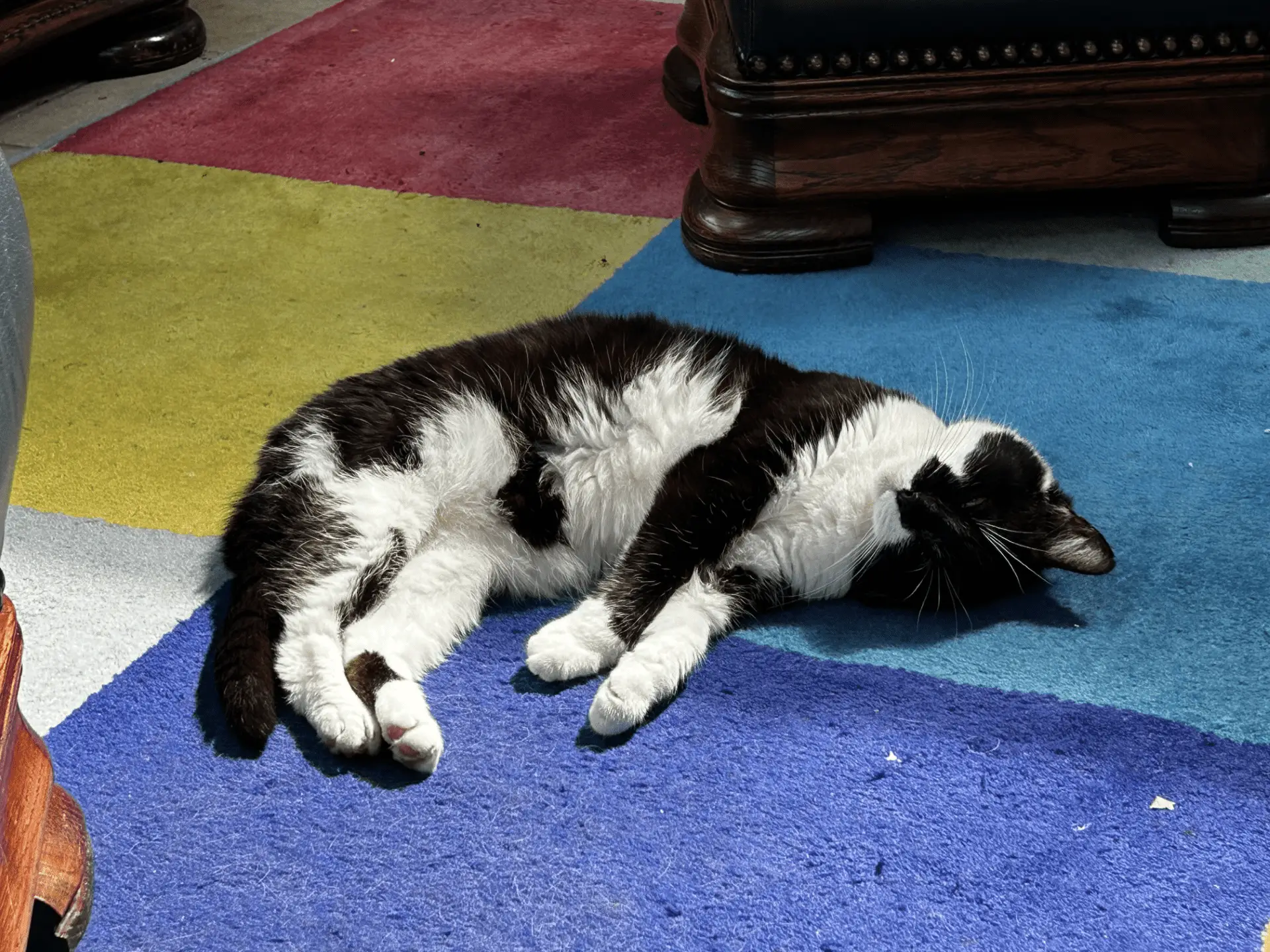 A black and white cat lies on its side, resting on a colourful patchwork rug with yellow, red, and blue squares, near wooden furniture.