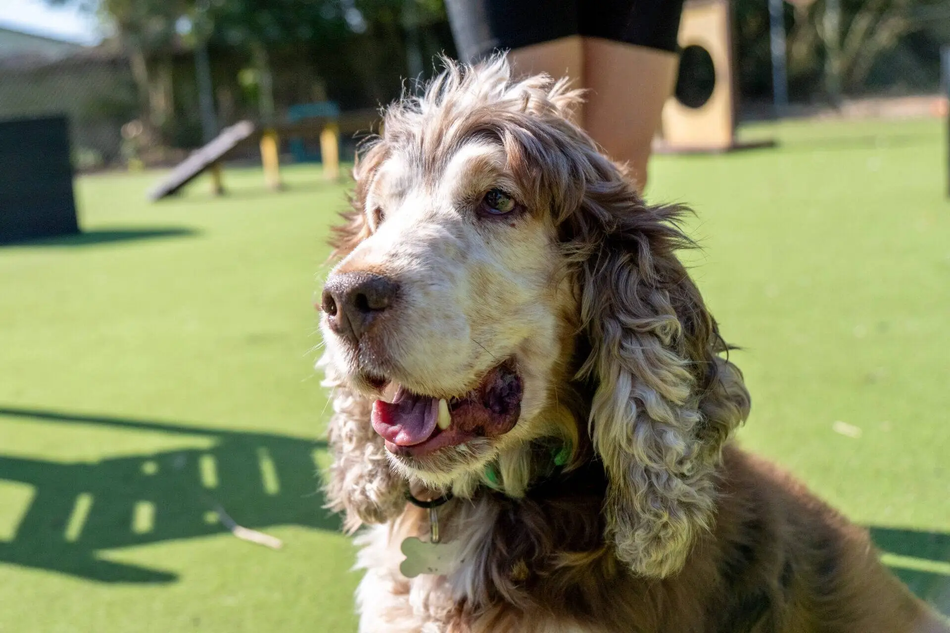 A close-up of a happy, brown and white dog with long, curly ears sitting on green grass. Sunlight shines on its face, and a person stands in the background.