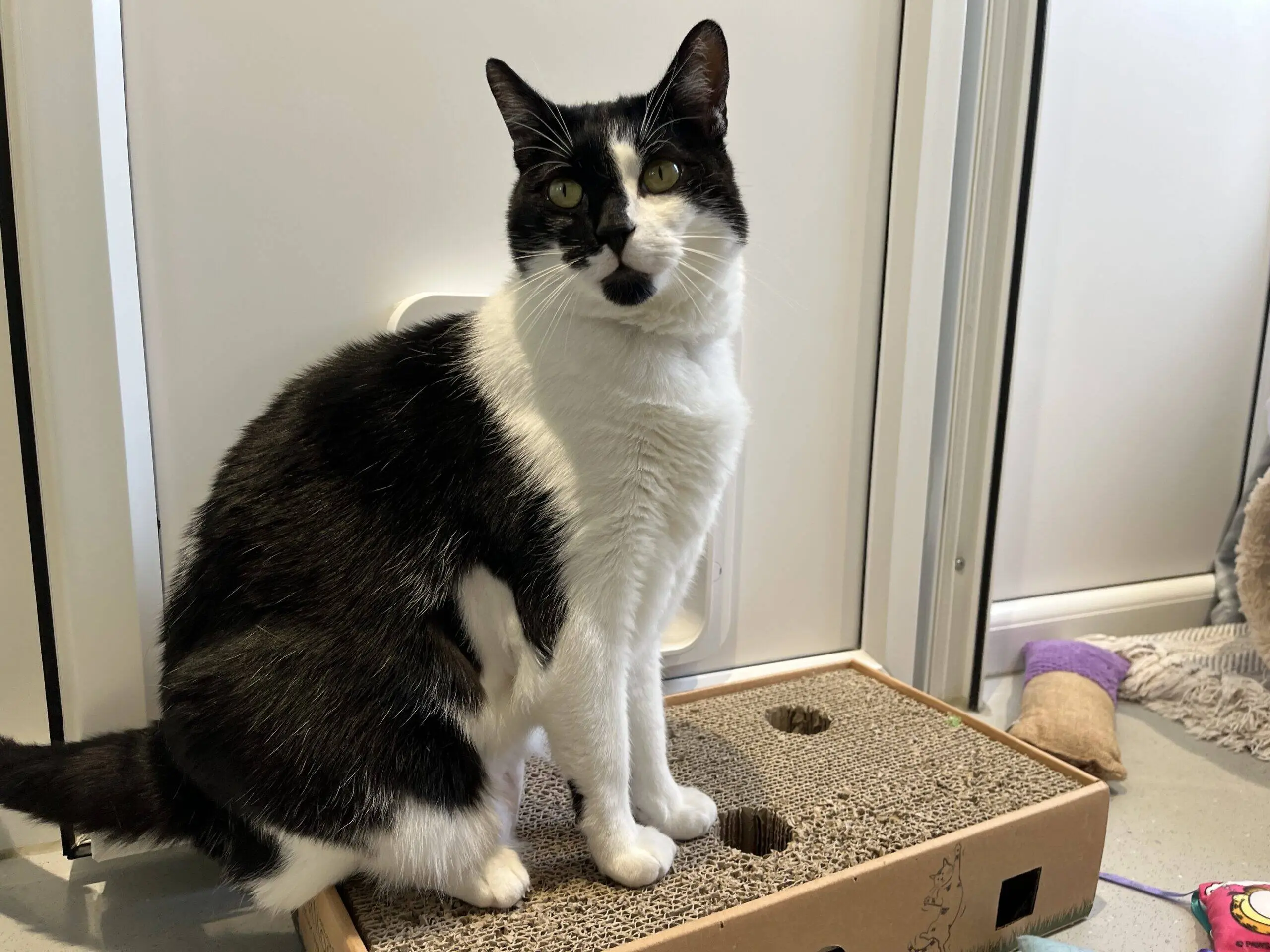 A black and white cat sits on a cardboard scratch pad, looking at the camera. Cat toys and a scratching post are nearby in a bright room.