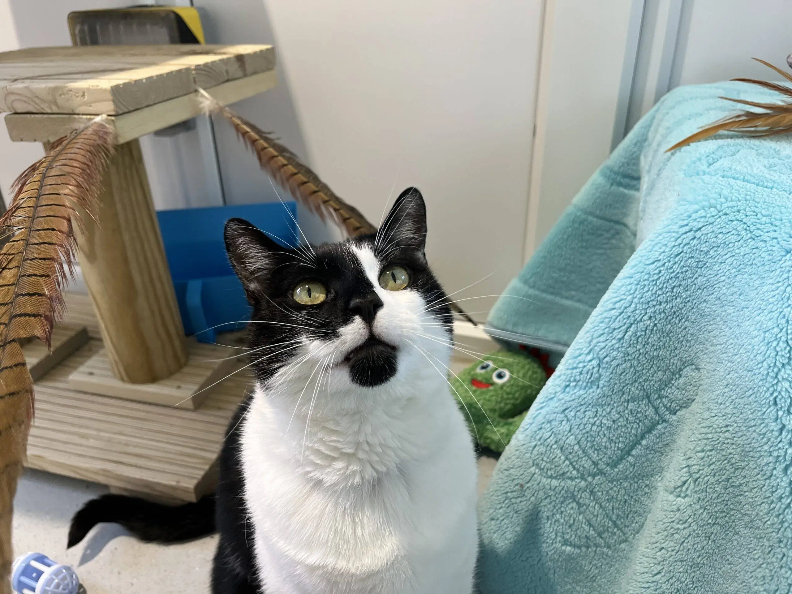 A black and white cat sits on the floor, looking up. Nearby are a scratching post with feathers, a green plush toy, and a blue blanket draped over a surface. The setting appears to be indoors.