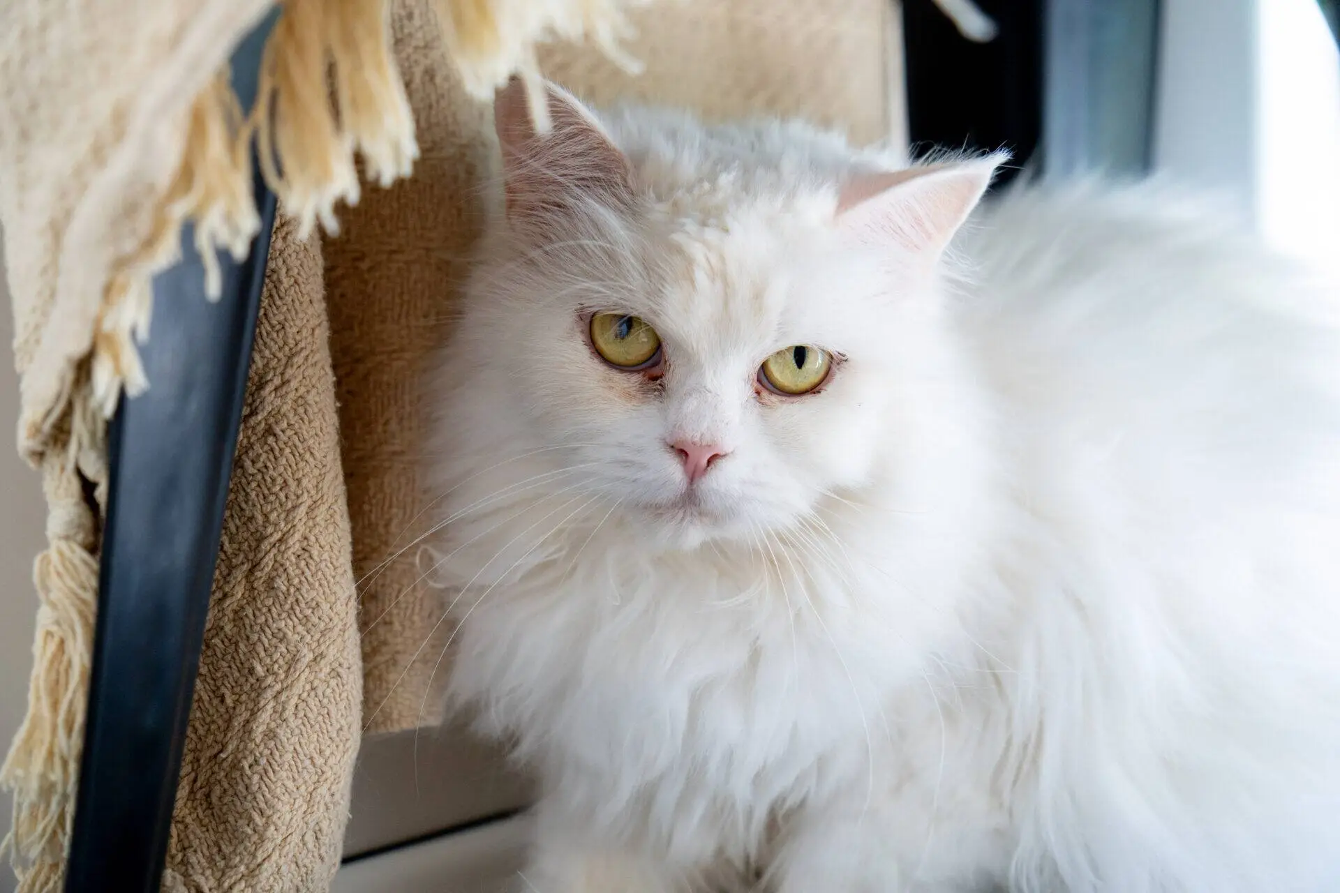 A fluffy white cat with yellow eyes sits indoors near a beige textured fabric, looking directly at the camera.