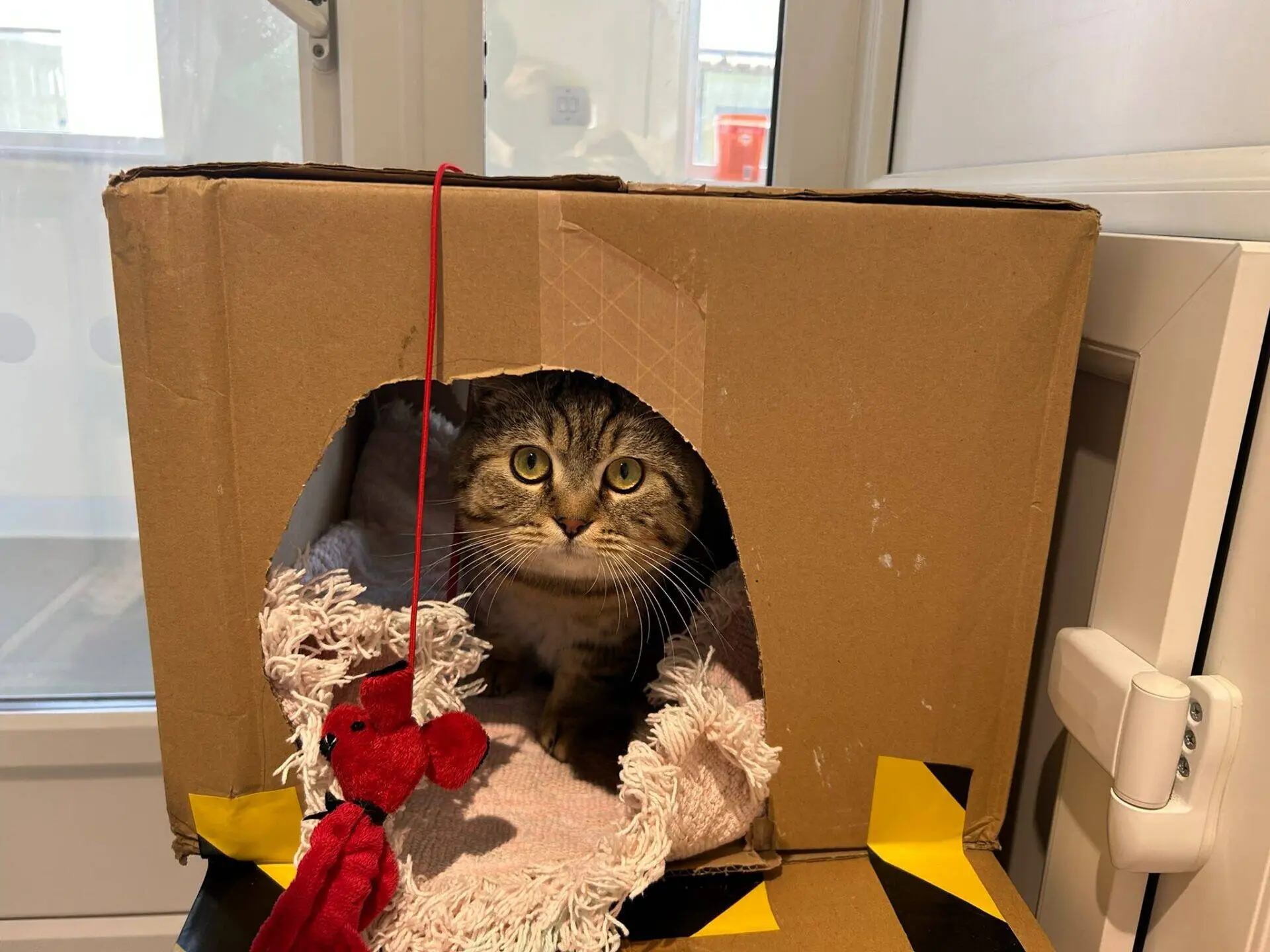 A tabby cat sits inside a cardboard box with a round cut-out entrance, surrounded by a soft blanket. A red toy hangs at the entrance. The box has black and yellow tape on the corner and is placed near a window.