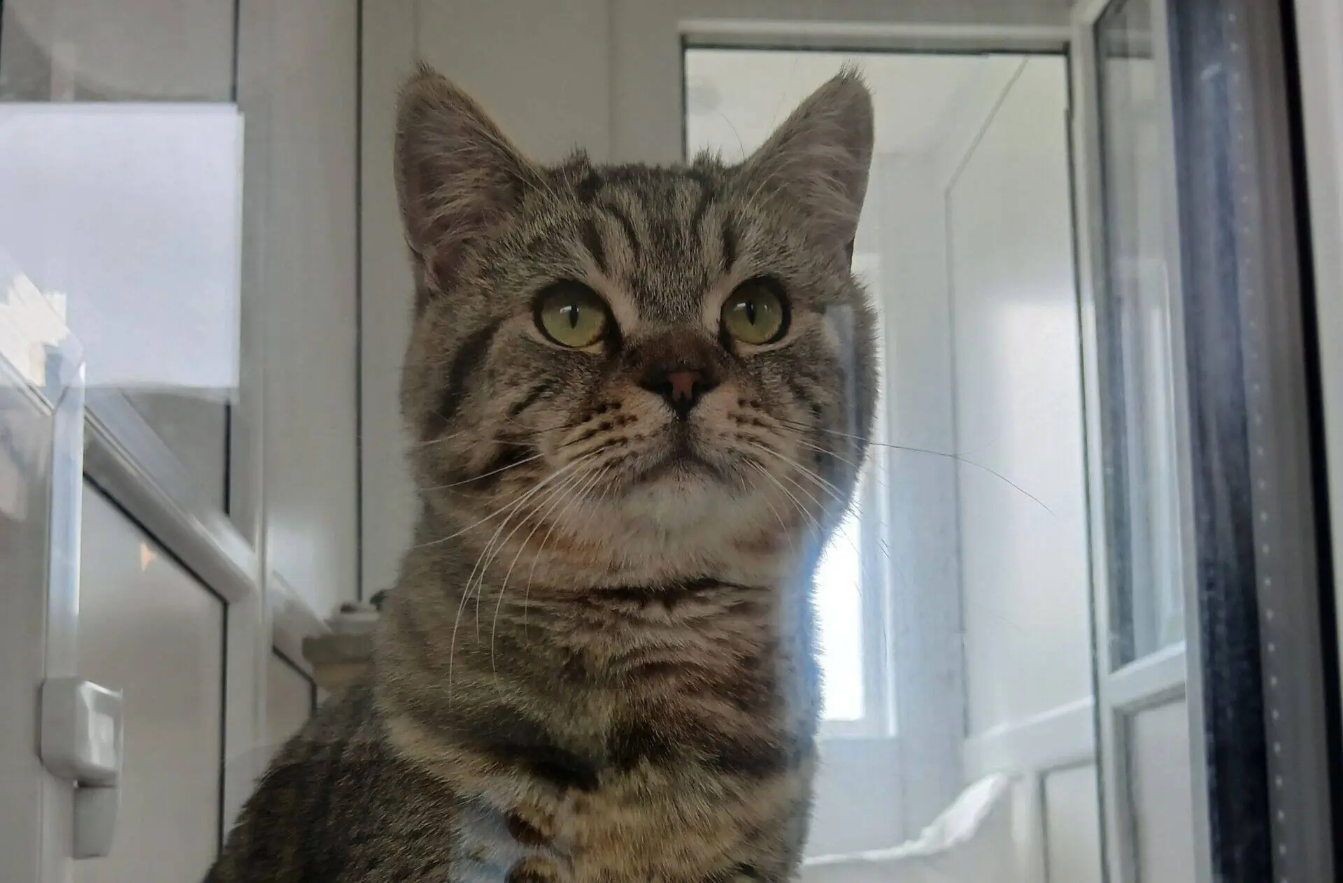 A tabby cat with green eyes sits indoors, looking up. The background shows a white room with cupboards and a window.