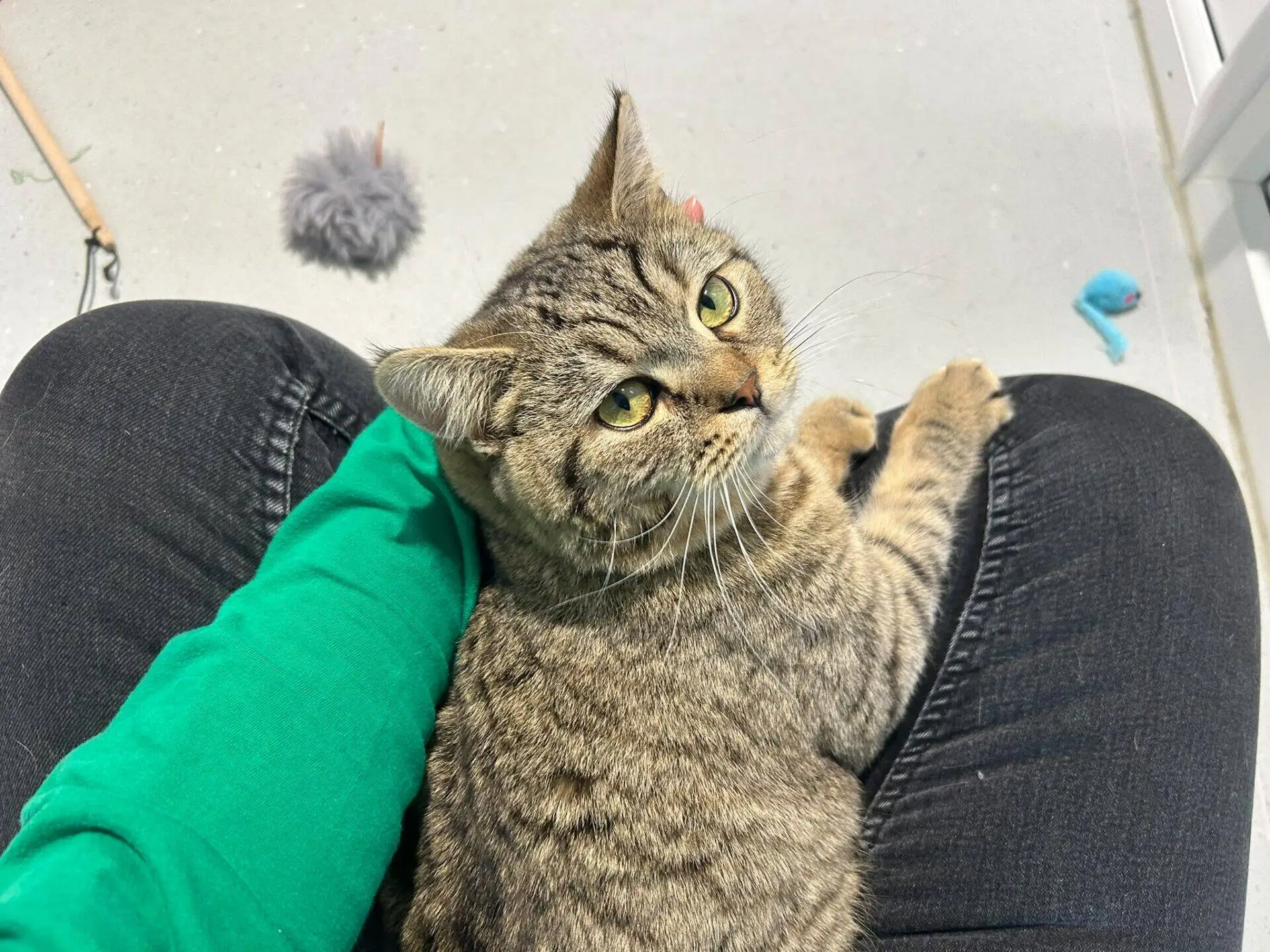 A tabby cat with yellow-green eyes sits on a person's lap, looking up. The person is wearing black trousers and a green shirt. Cat toys are scattered on the light-coloured floor nearby.